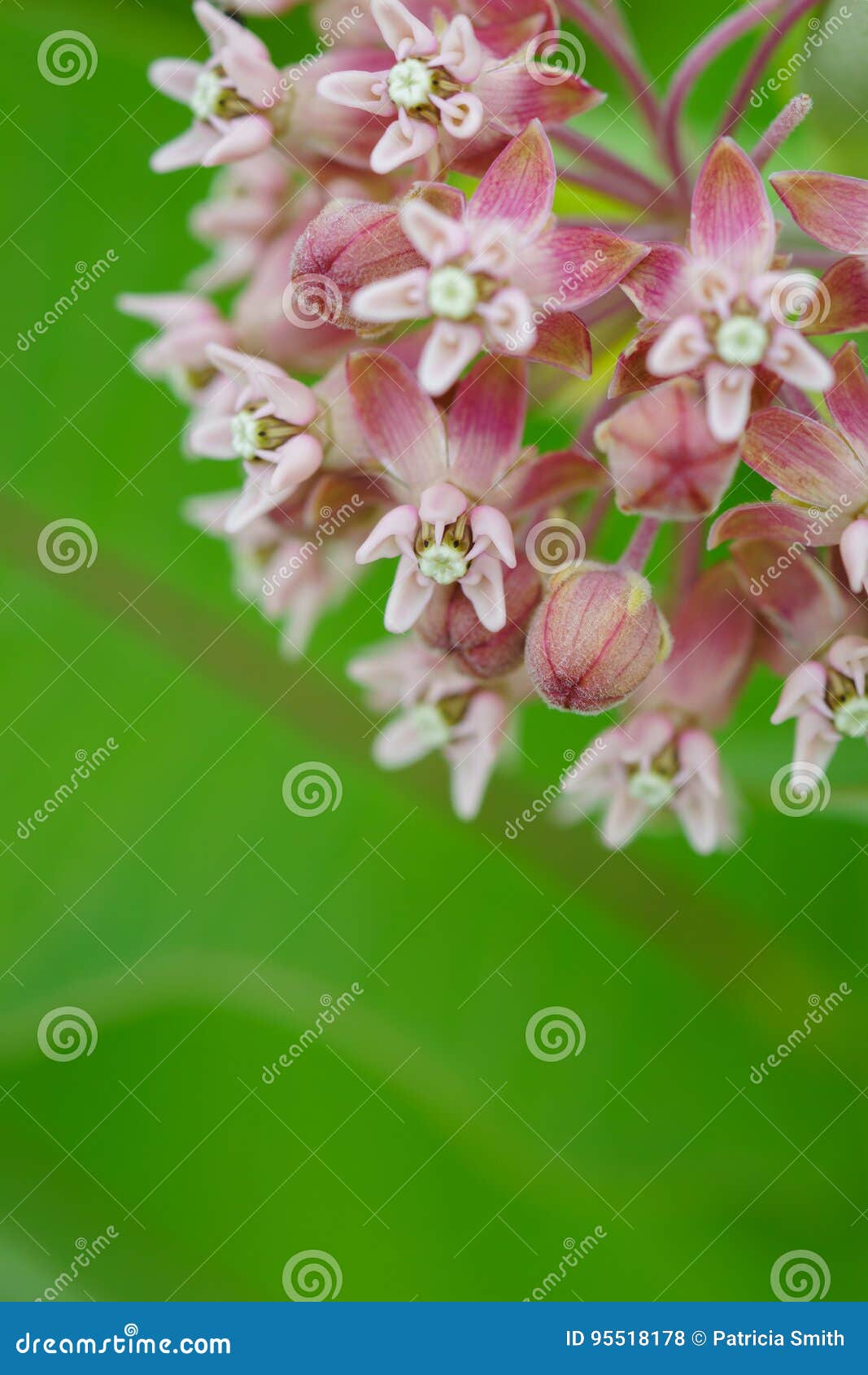 Common Milkweed Grows Wild In Spring In The Middle Of A Marsh Royalty