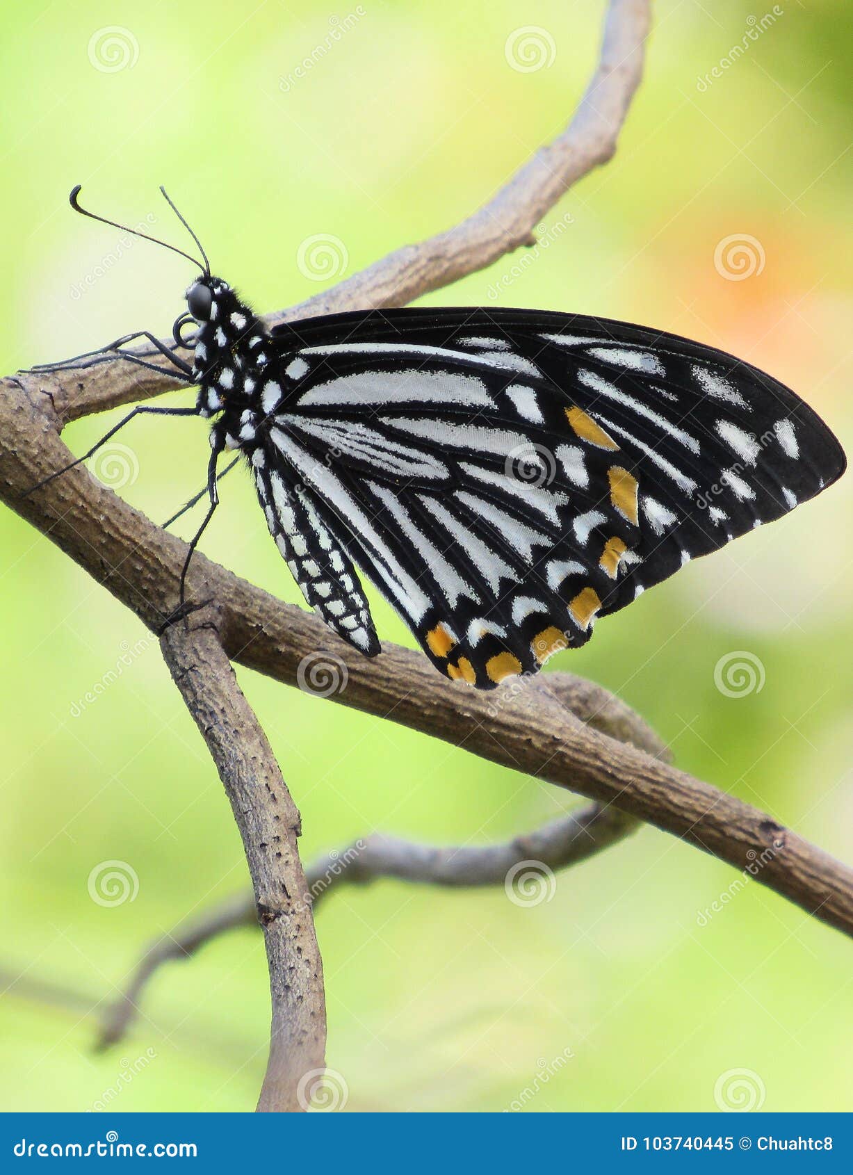 Common Mime Butterfly Up-close Stock Image - Image of spots, antennae ...
