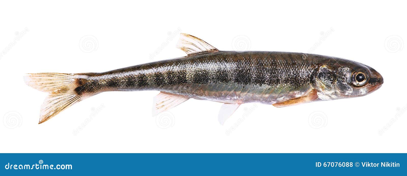 Common Minnow (Phoxinus Phoxinus) Stock Photo - Image of small