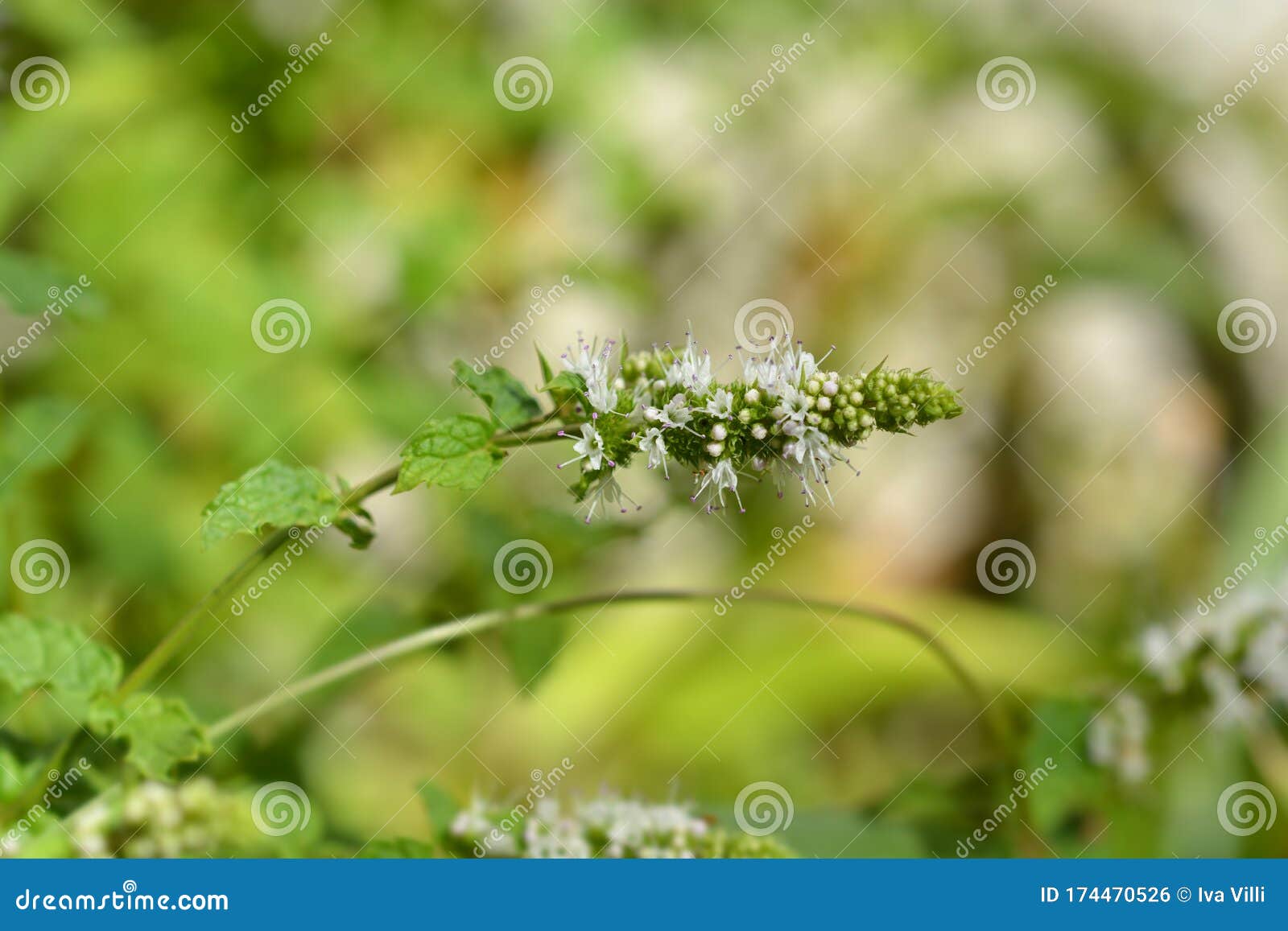 Common mint stock photo. Image of plant, lamb, outdoors 174470526