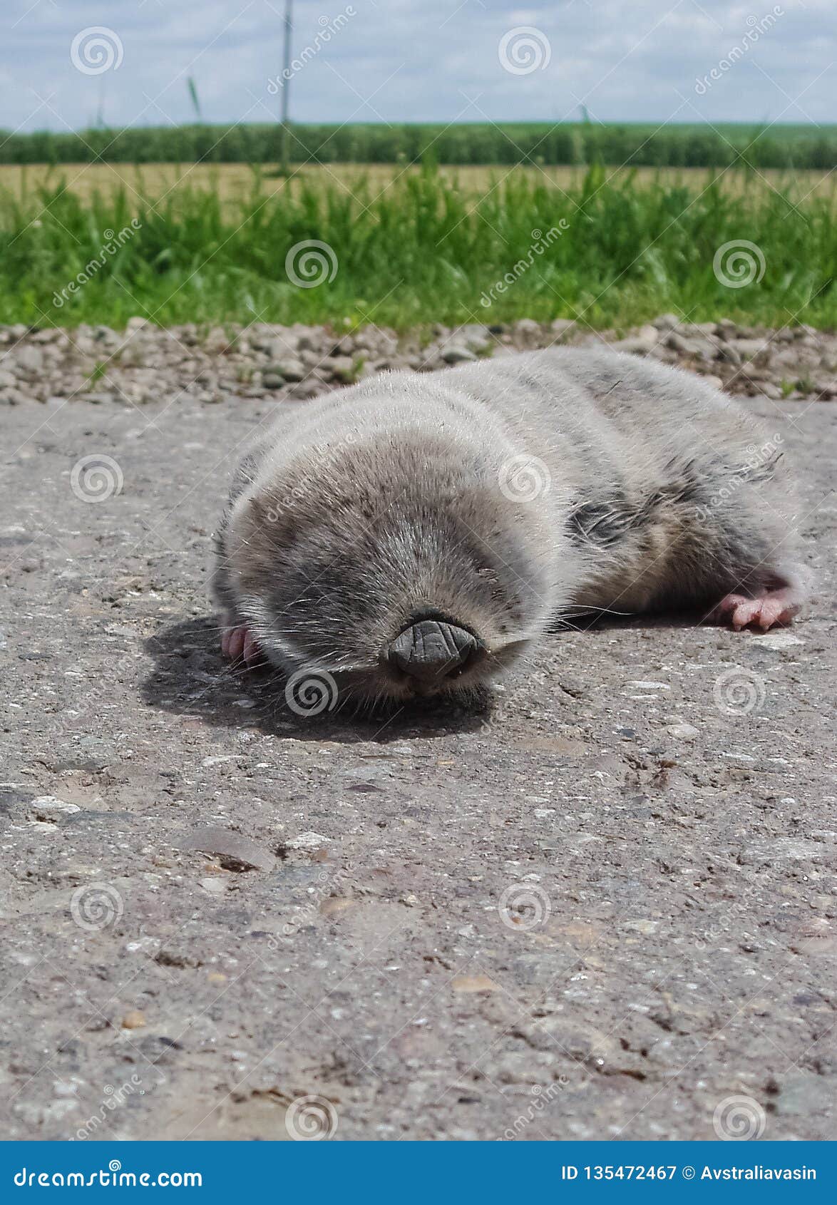 Common Mole Rat, Underground Rodent, Underground Pest Stock Image
