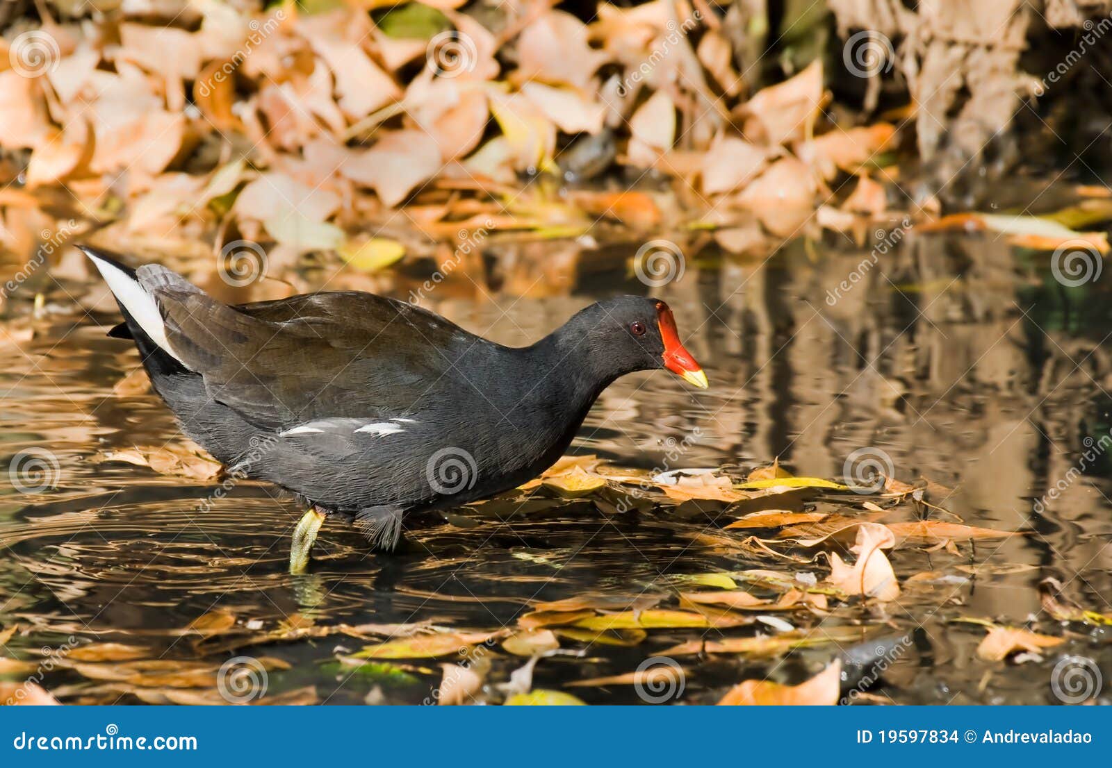 Common Moorhen stock photo. Image of river, gallinule 19597834