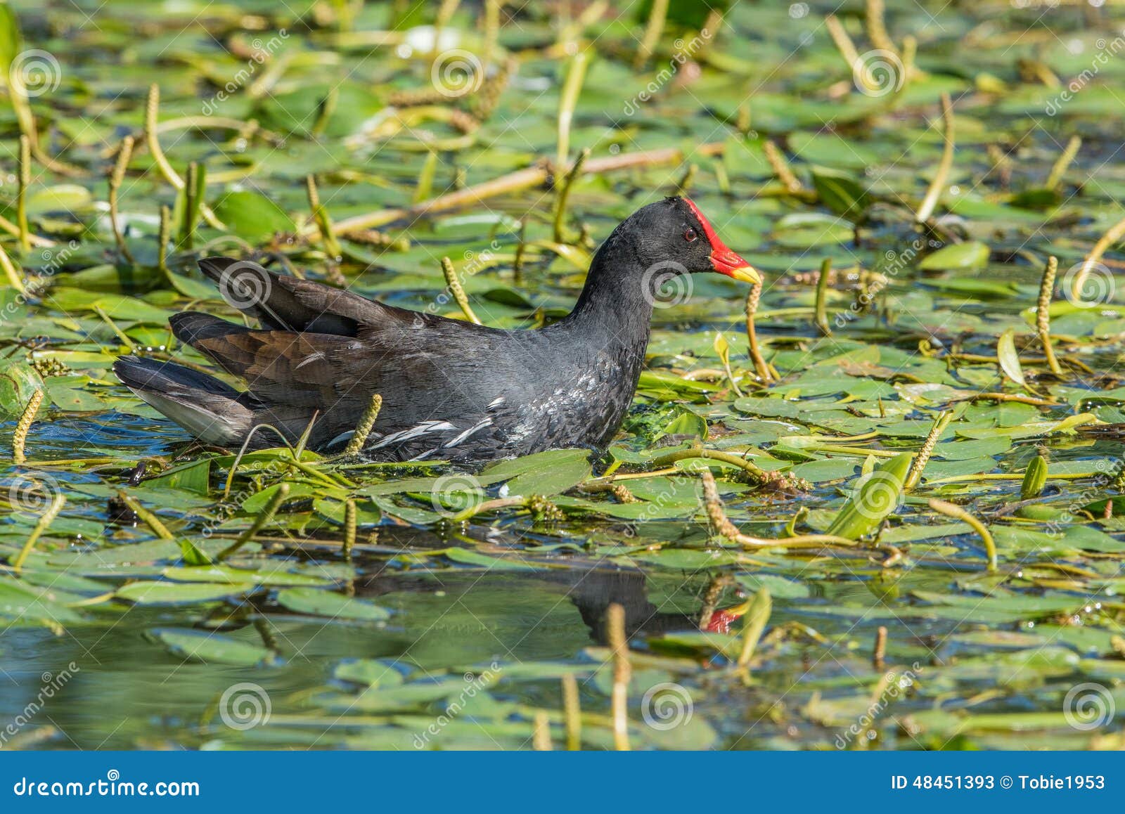 Common moorhen stock image. Image of water, backlight 48451393