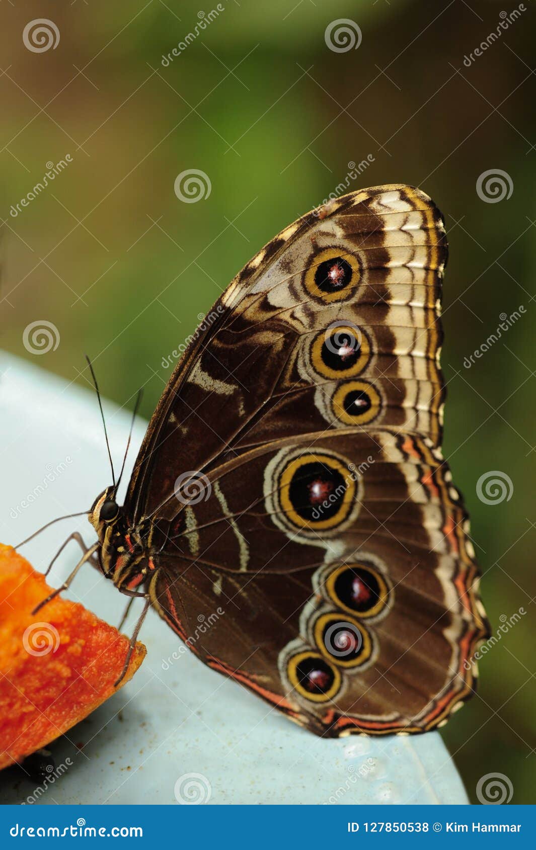 a common morpho butterfly feeds on mango.