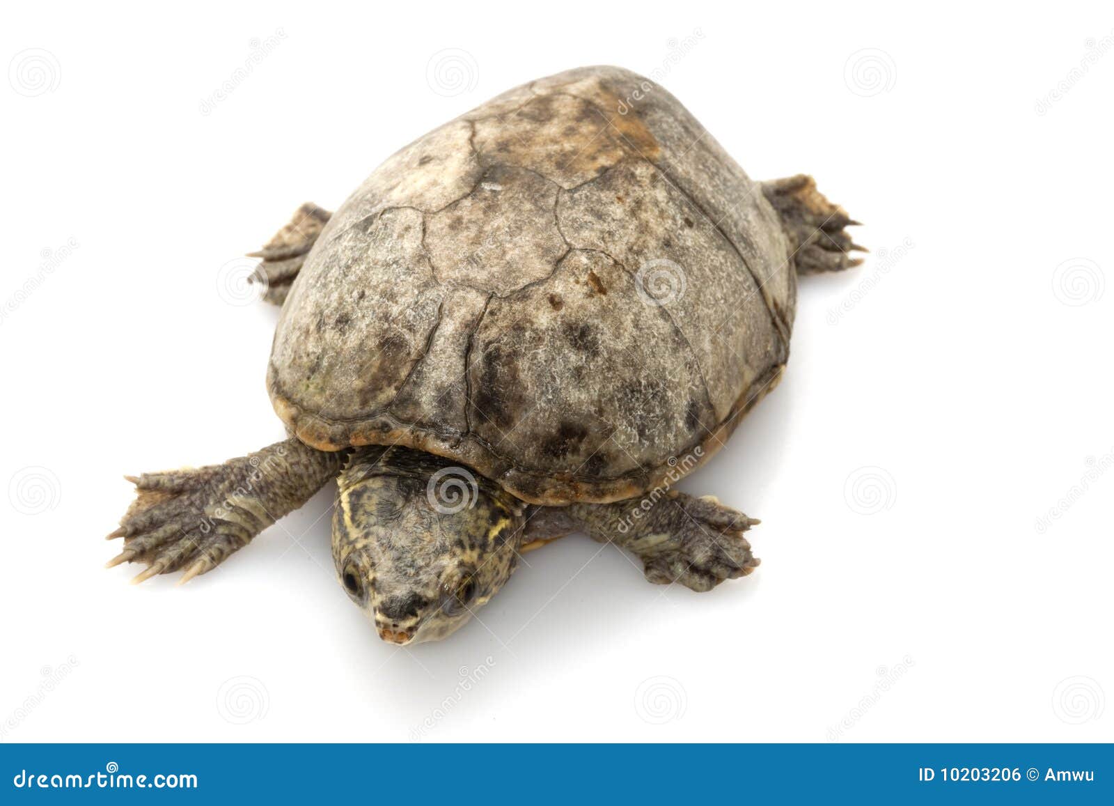 Common Musk Turtle stock photo. Image of slow, background - 10203206