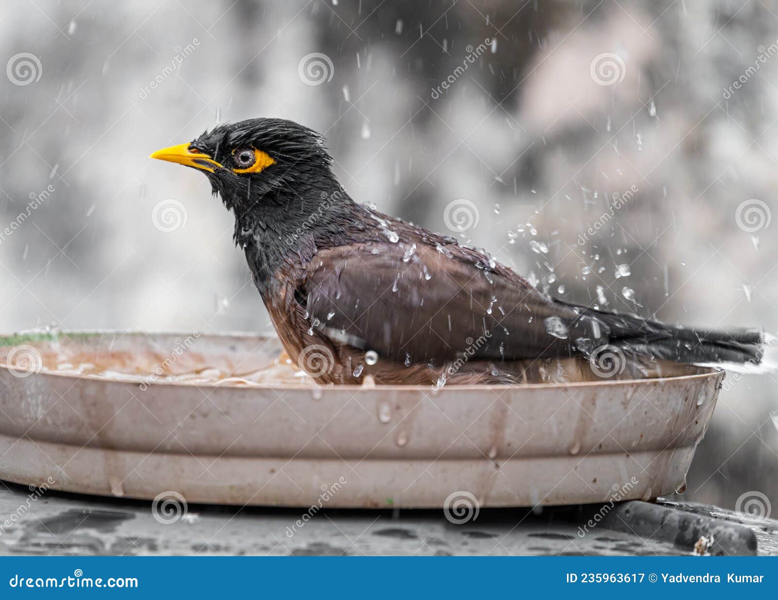 Common Myna Bathing in a Pot Stock Image - Image of creature, feather ...