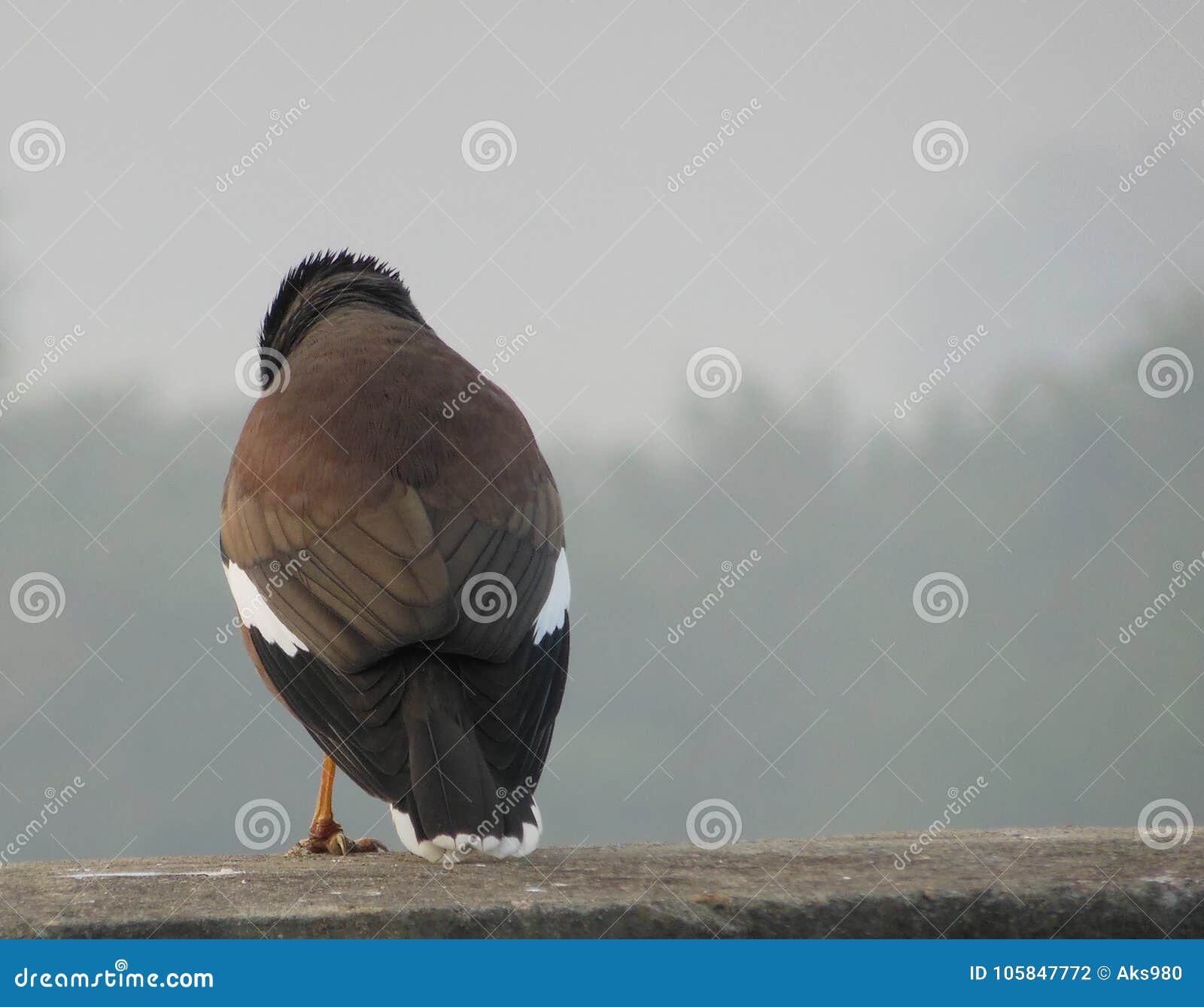 Common Myna bird stock photo. Image of humans, feather - 105847772
