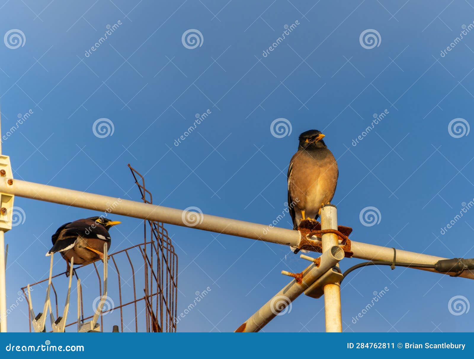 Common myna on TV aerial stock image. Image of nature 284762811
