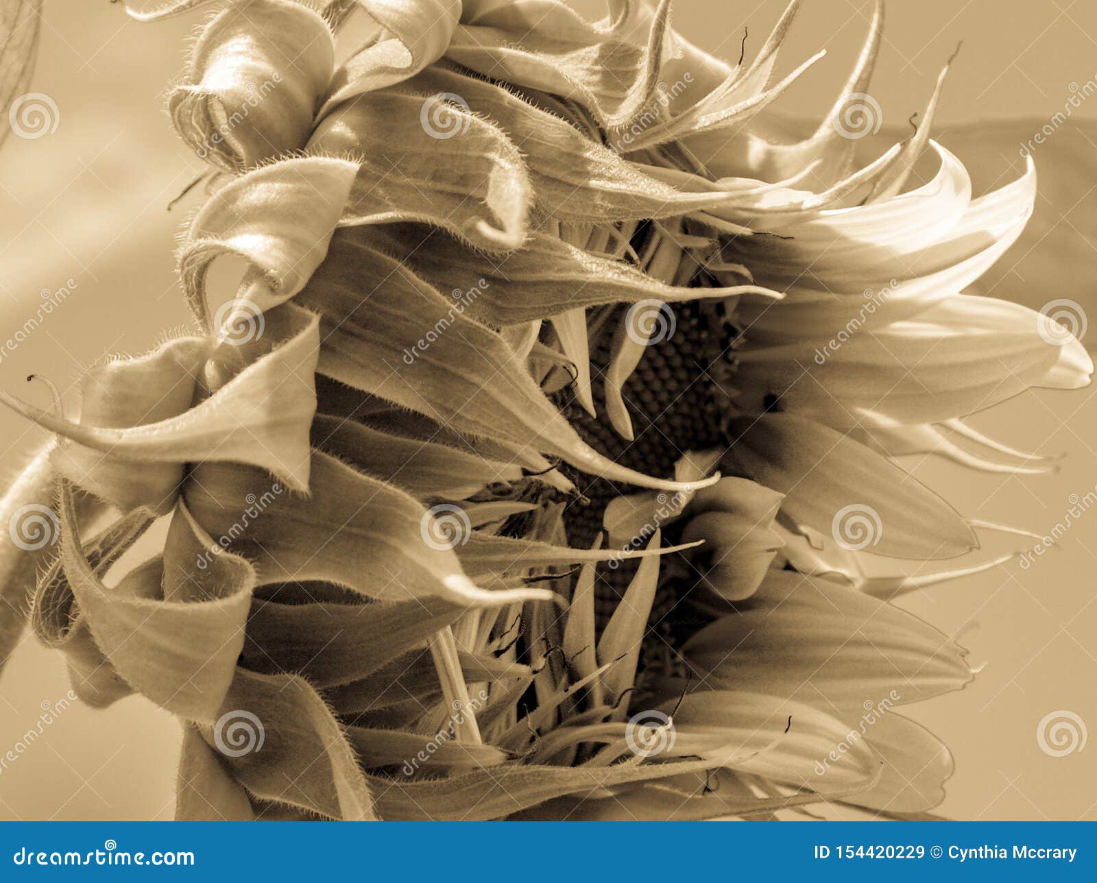 sunflower bloom helianthus annuus