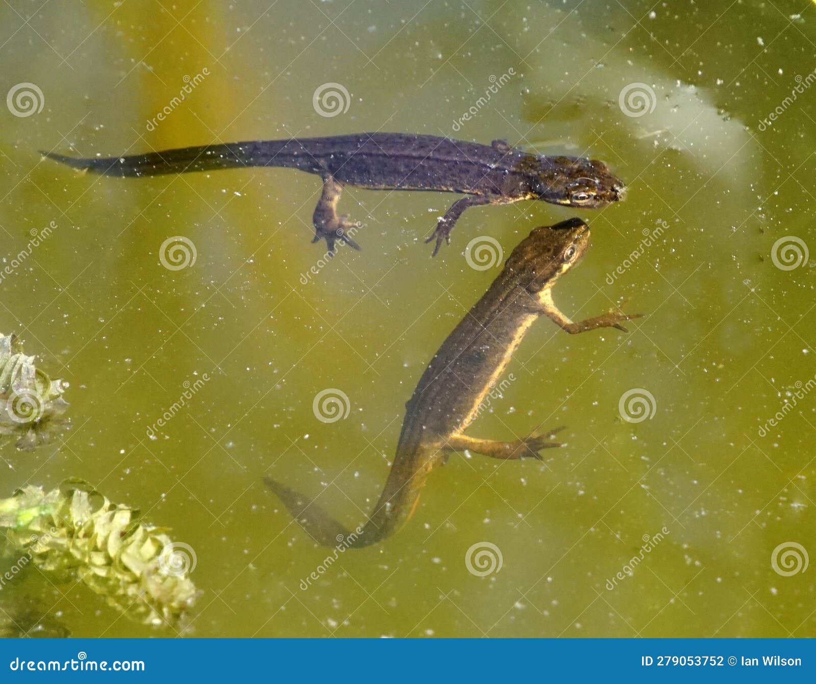 common newts in a garden pond