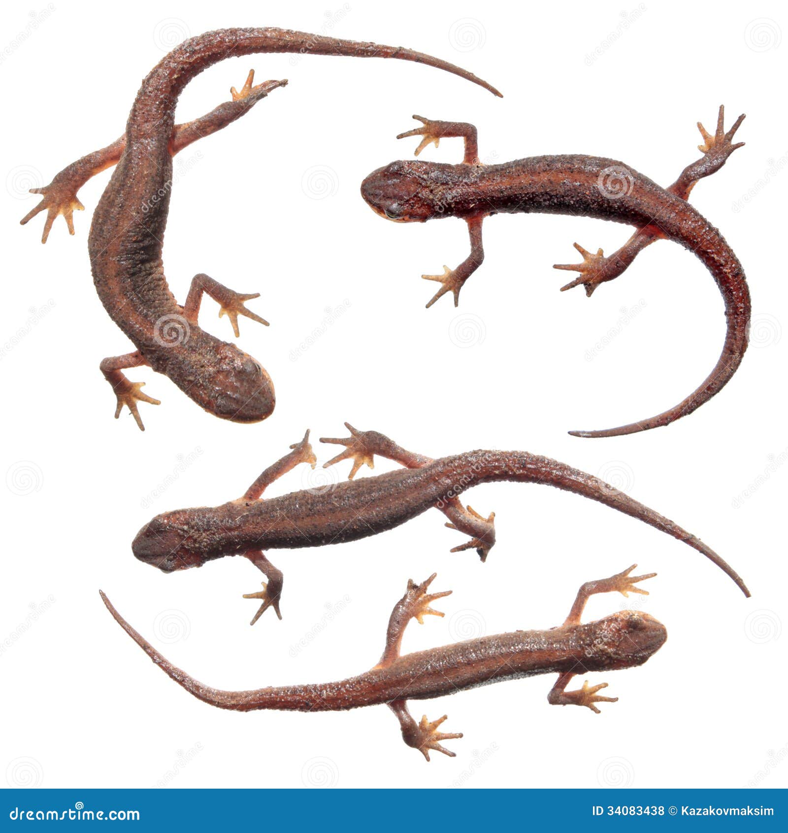 common newts  on white