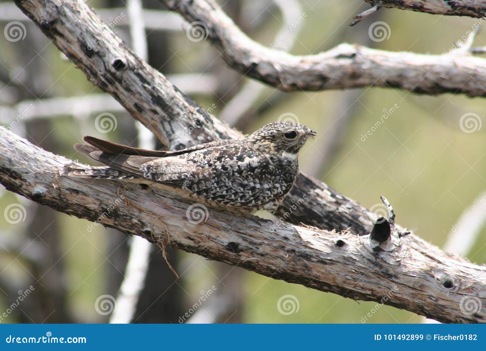 common nighthawk chordeiles minor