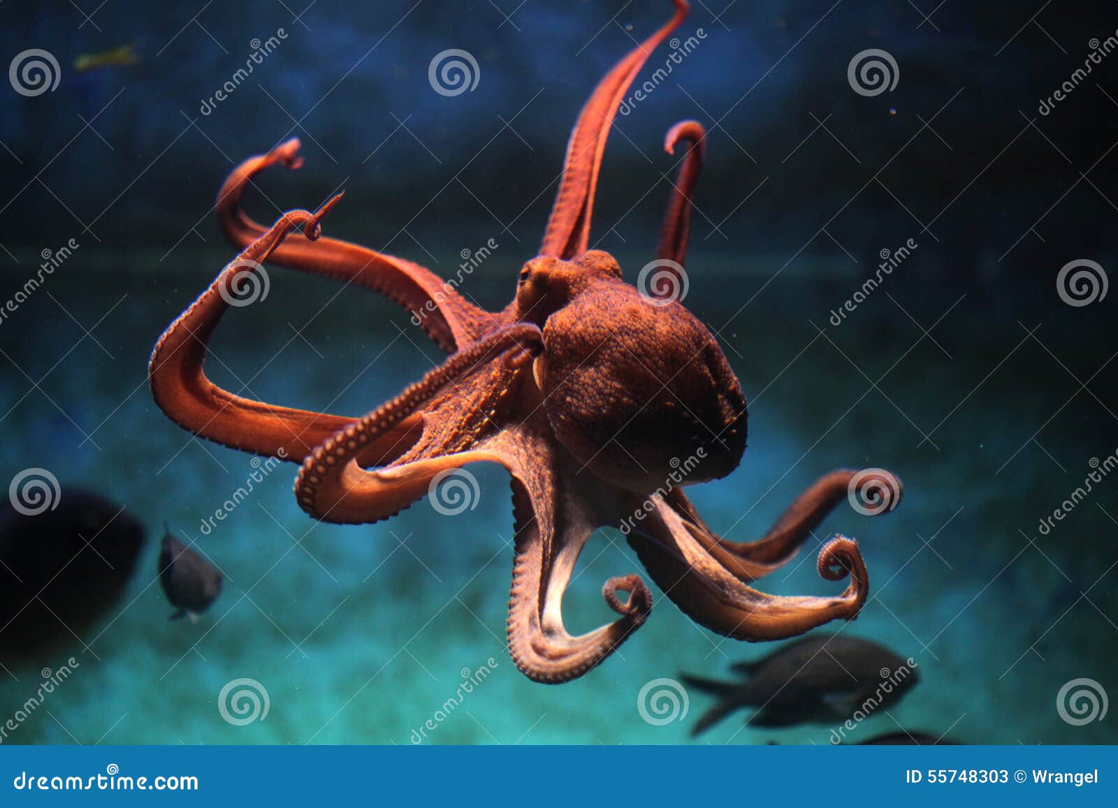 common octopus (octopus vulgaris).