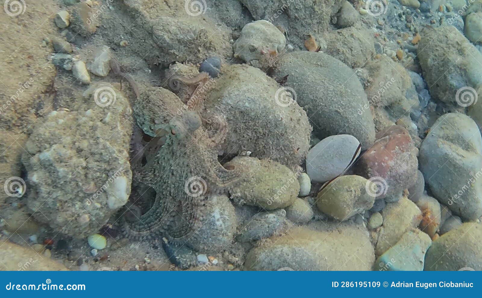 Common Octopus Shooting Black Ink Stock Video Video of sand, black