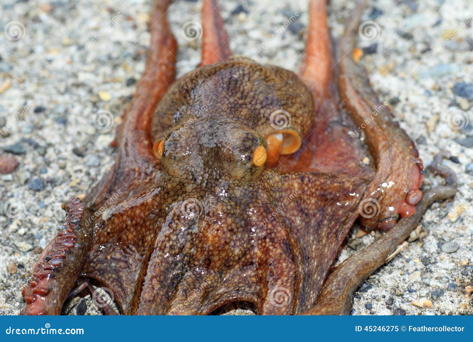 Common octopus stock image. Image of gills, school, ocean 45246275