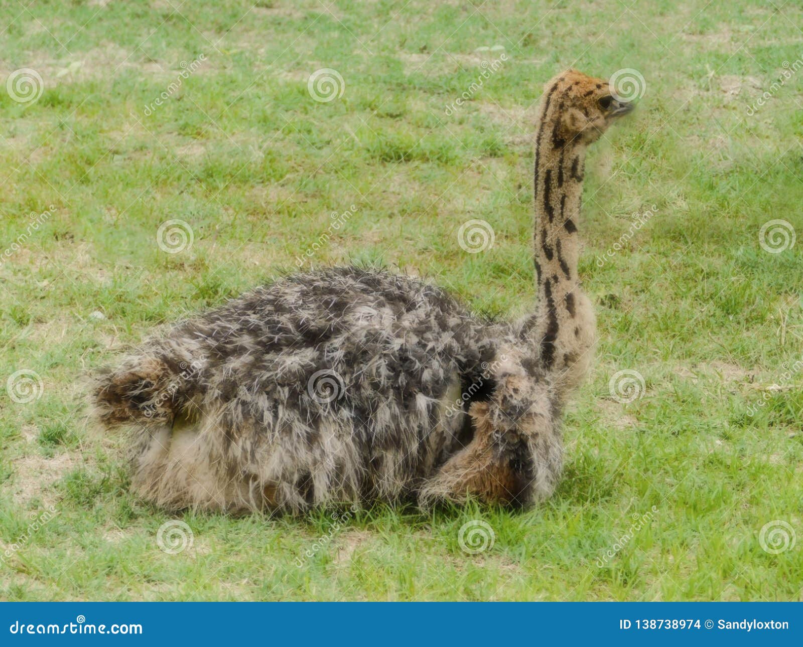 Common Ostrich baby stock photo. Image of forests, flightless 138738974