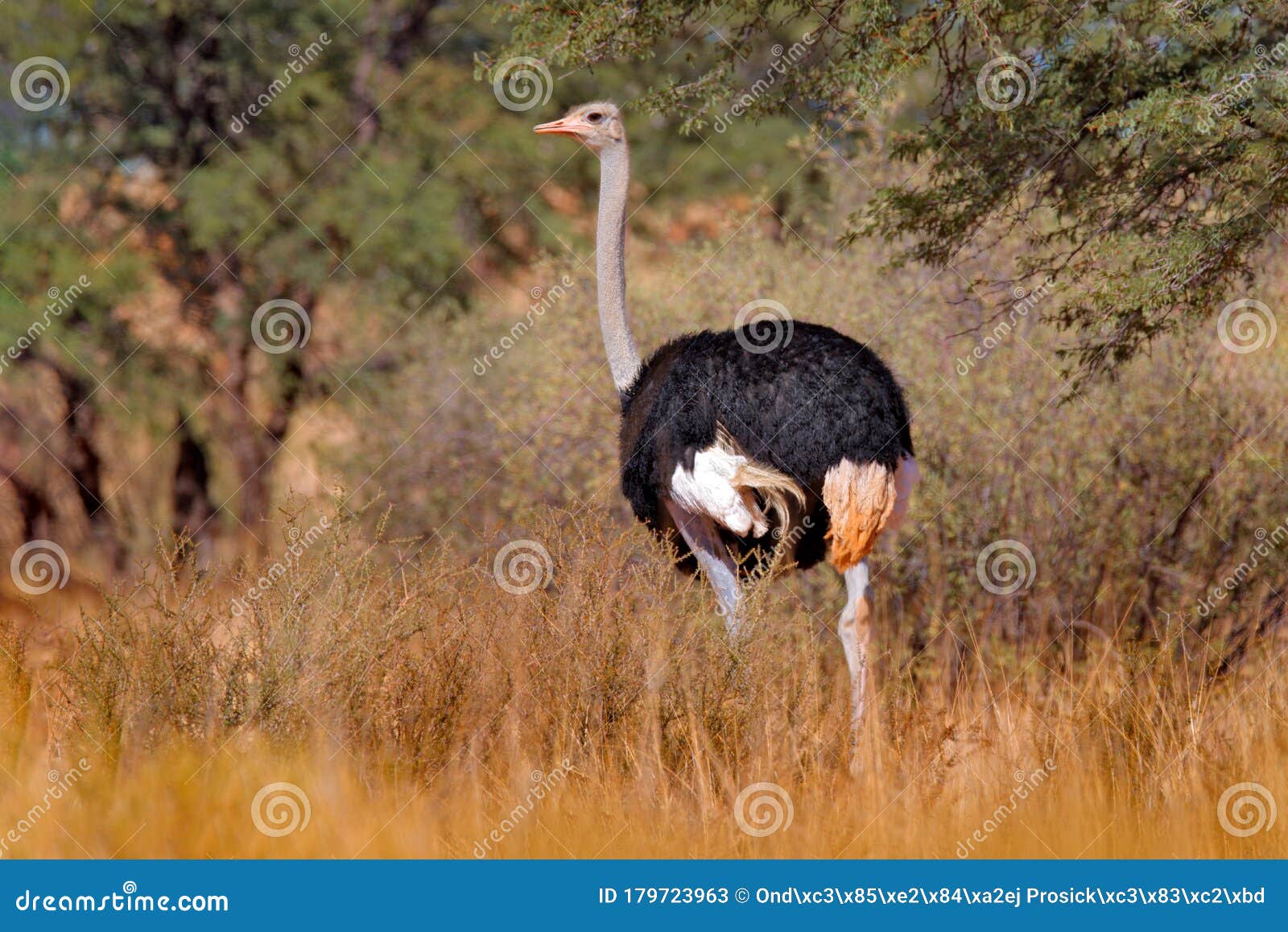 Common ostrich habitat
