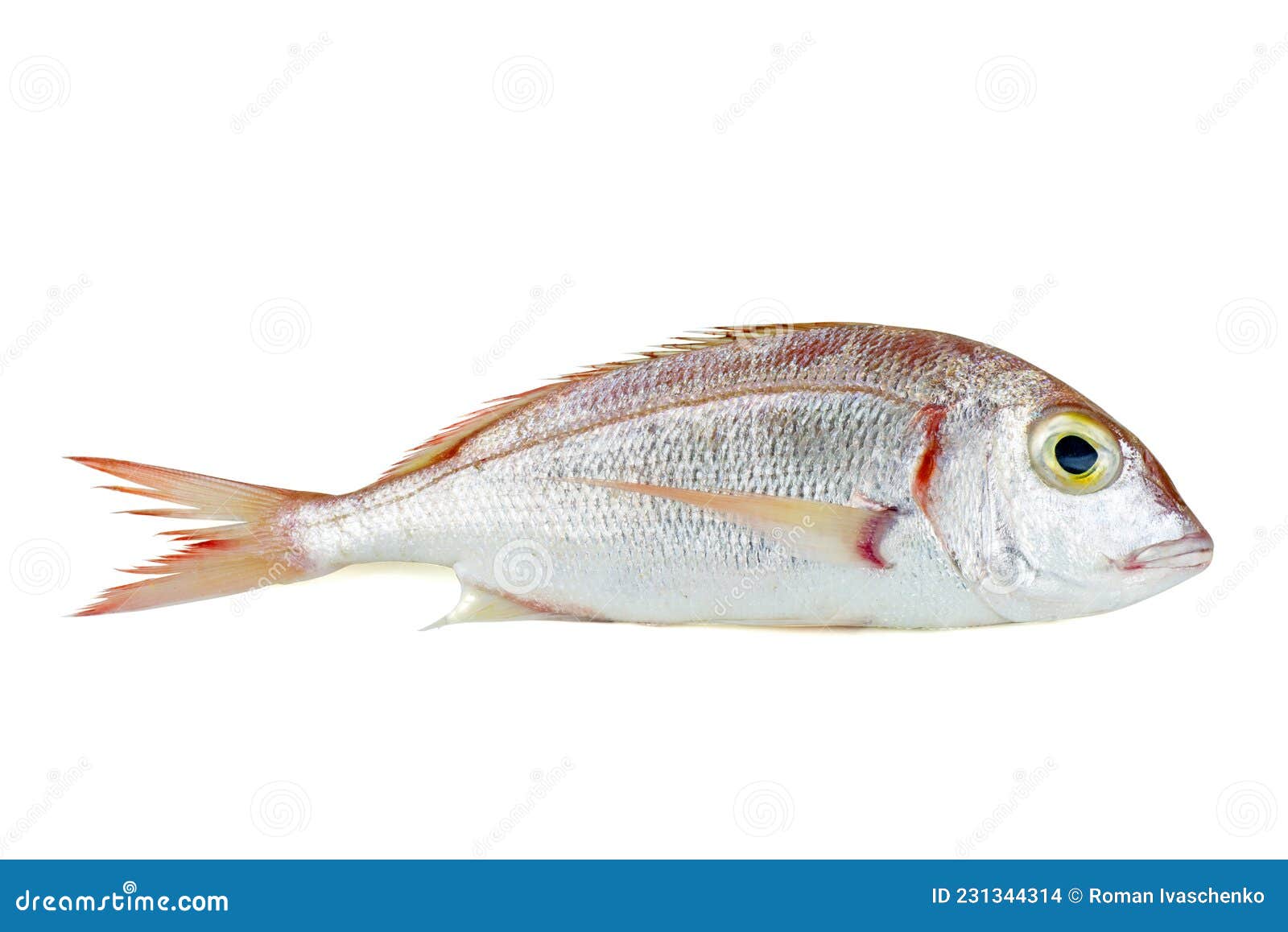 statisk Overlevelse Overflod Common Pandora Fish Pagellus Erythrinus Isolated on White Stock Photo -  Image of delicious, gourmet: 231344314