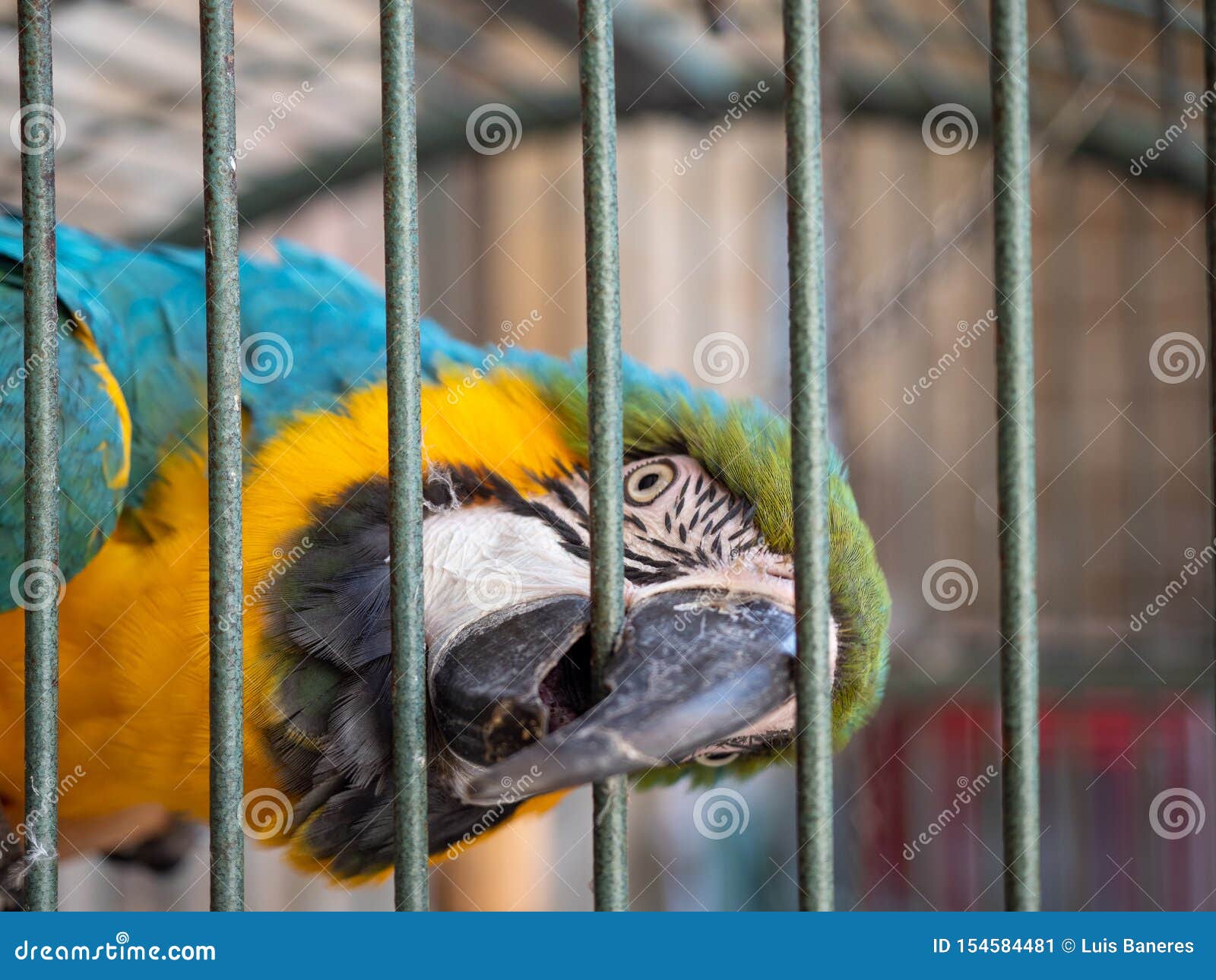 Common Parrot Biting the Bars of a Cage Stock Image Image of closeup, colour 154584481