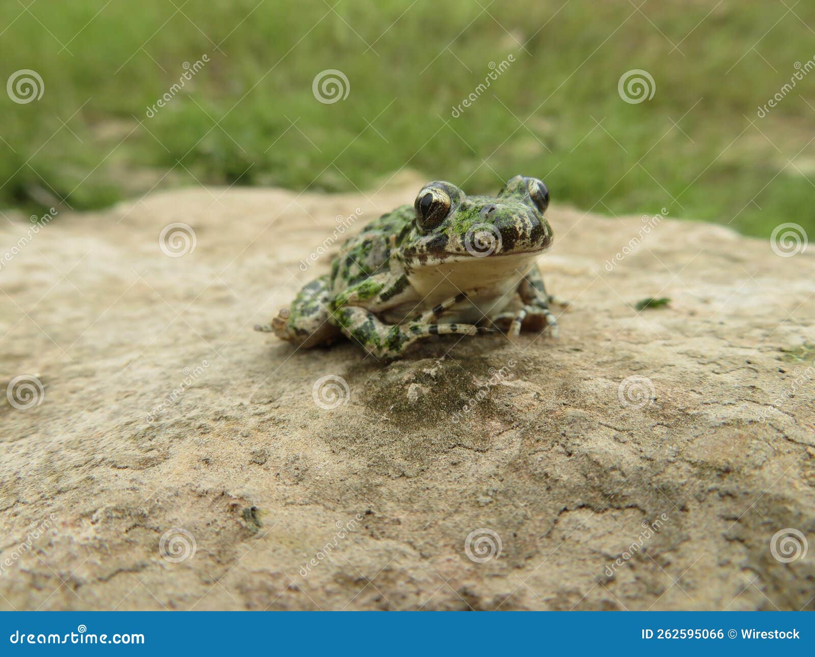 common parsley frog, pelodytes punctatus, in a stone