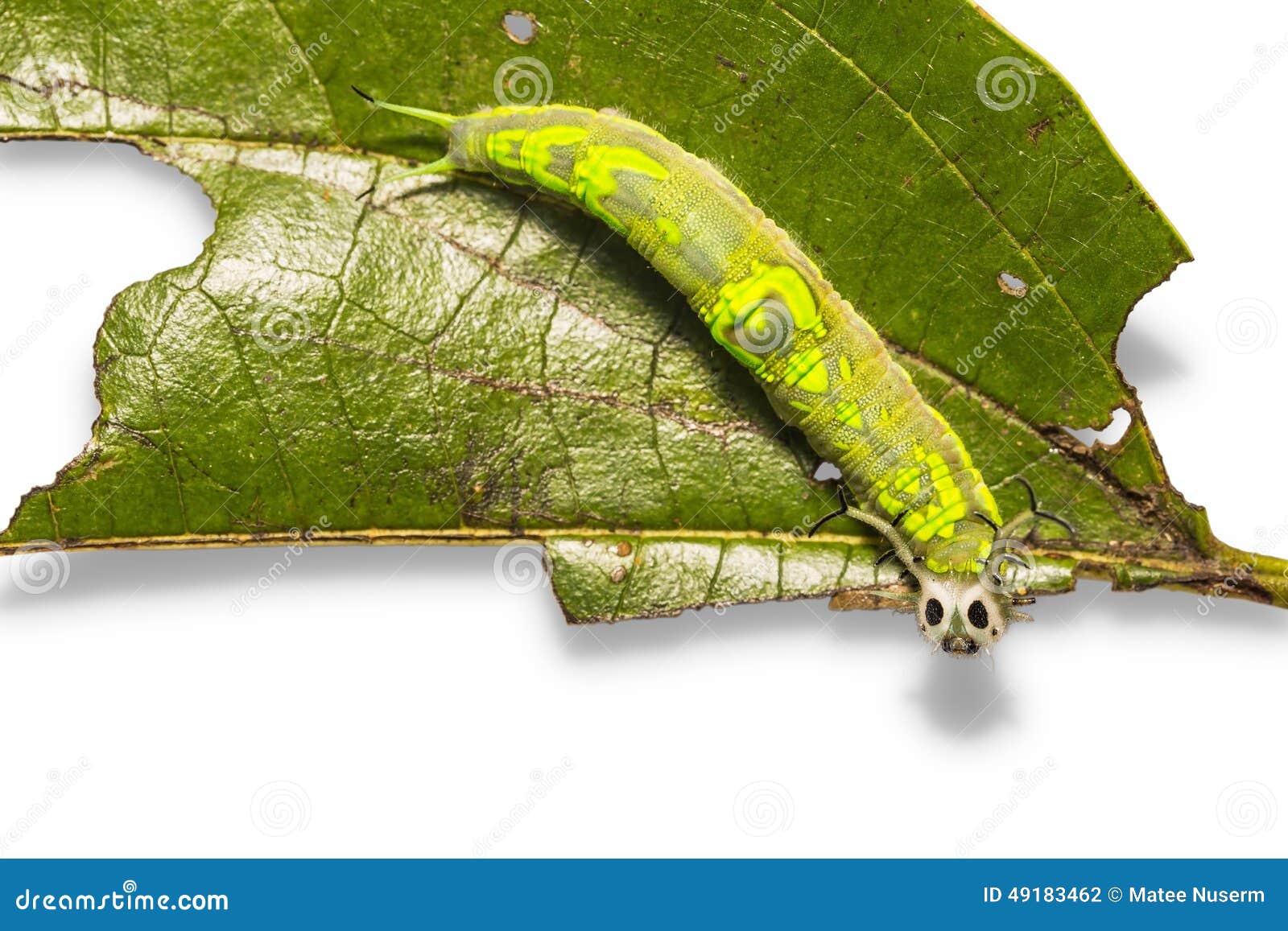 Common Pasha caterpillar stock photo. Image of nymphalidae 49183462