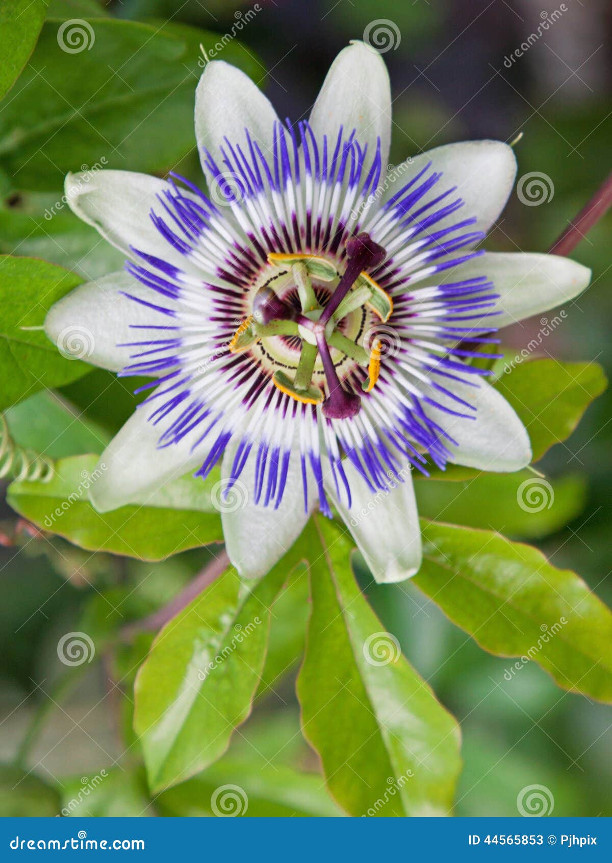 common passion flower (passiflora caerulea)
