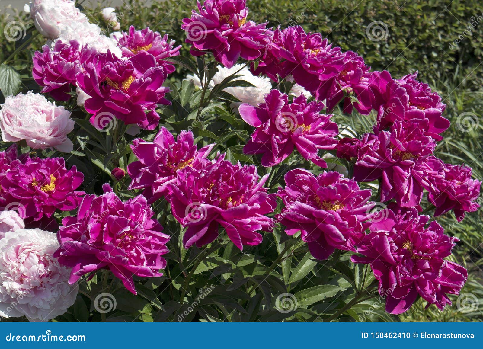Common Peony Or Garden Peony Is A Species Of Flowering Plant In The Family Paeoniaceae Native To France Switzerland And Italy Stock Photo Image Of Fresh Decoration Common Peony Or Garden Peony Is A Species Of Flowering Plant In The Family Paeoniaceae Native To France Switzerland And Italy Stock Photo Image Of Fresh Decoration