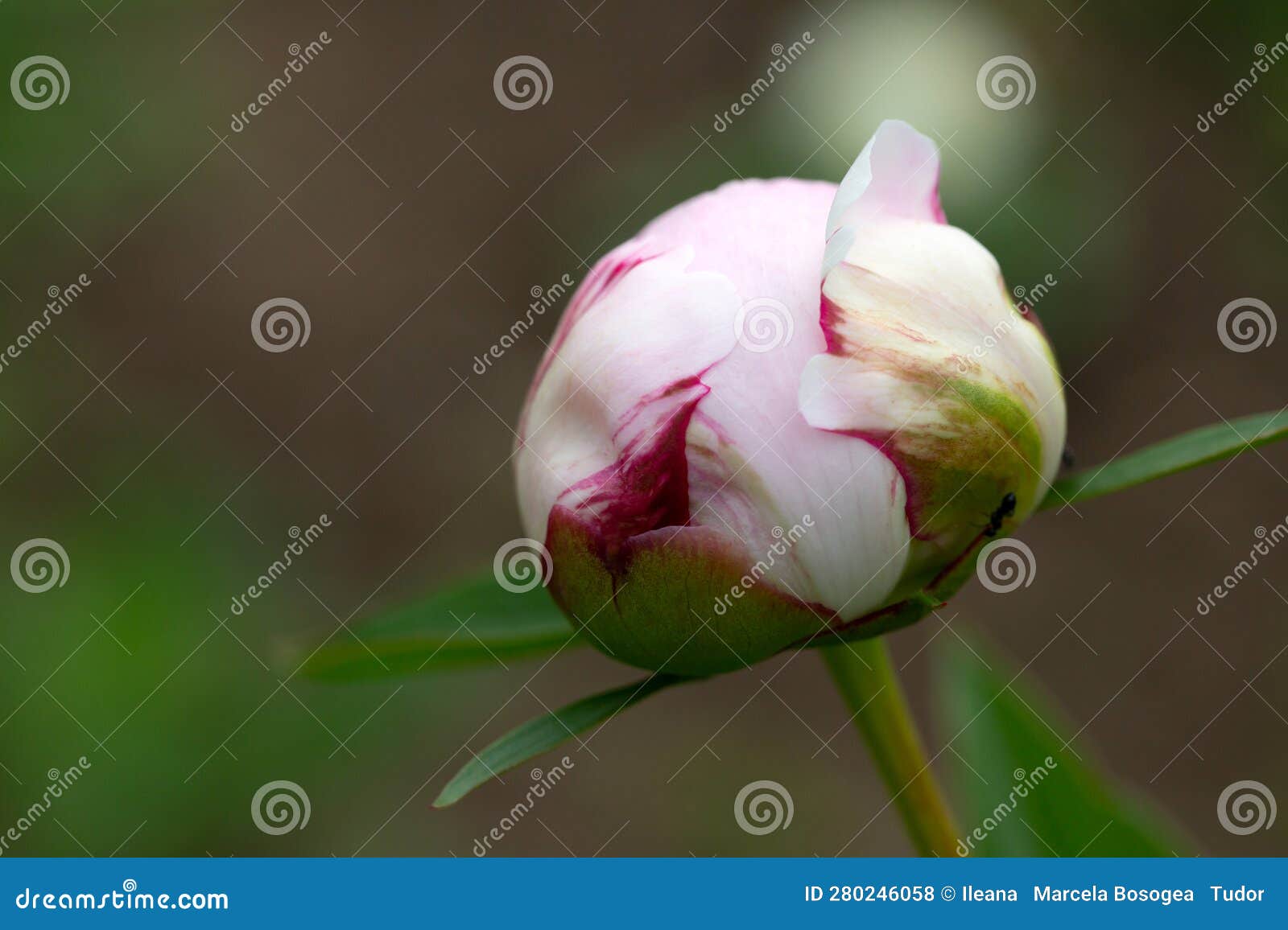 common peony - peonia officinalis