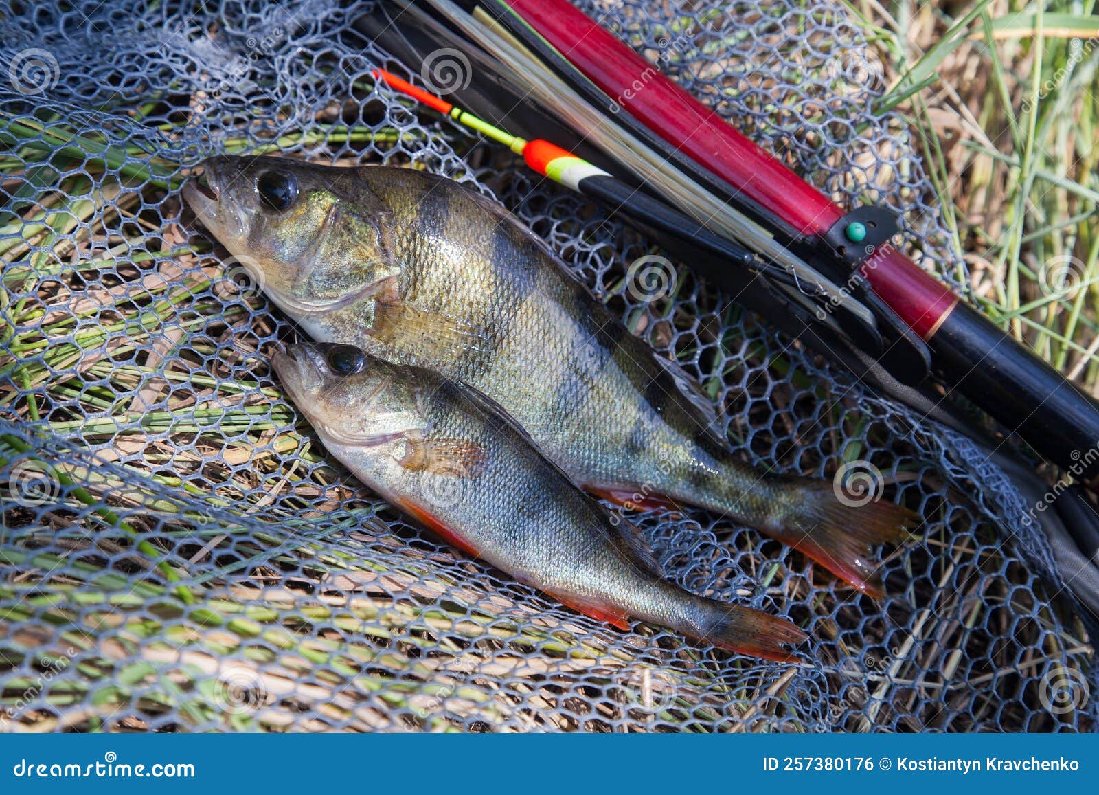 Common Perch or European Perch Perca Fluviatilis with Float Rod on Black  Fishing Net Stock Photo - Image of activity, perch: 257380176