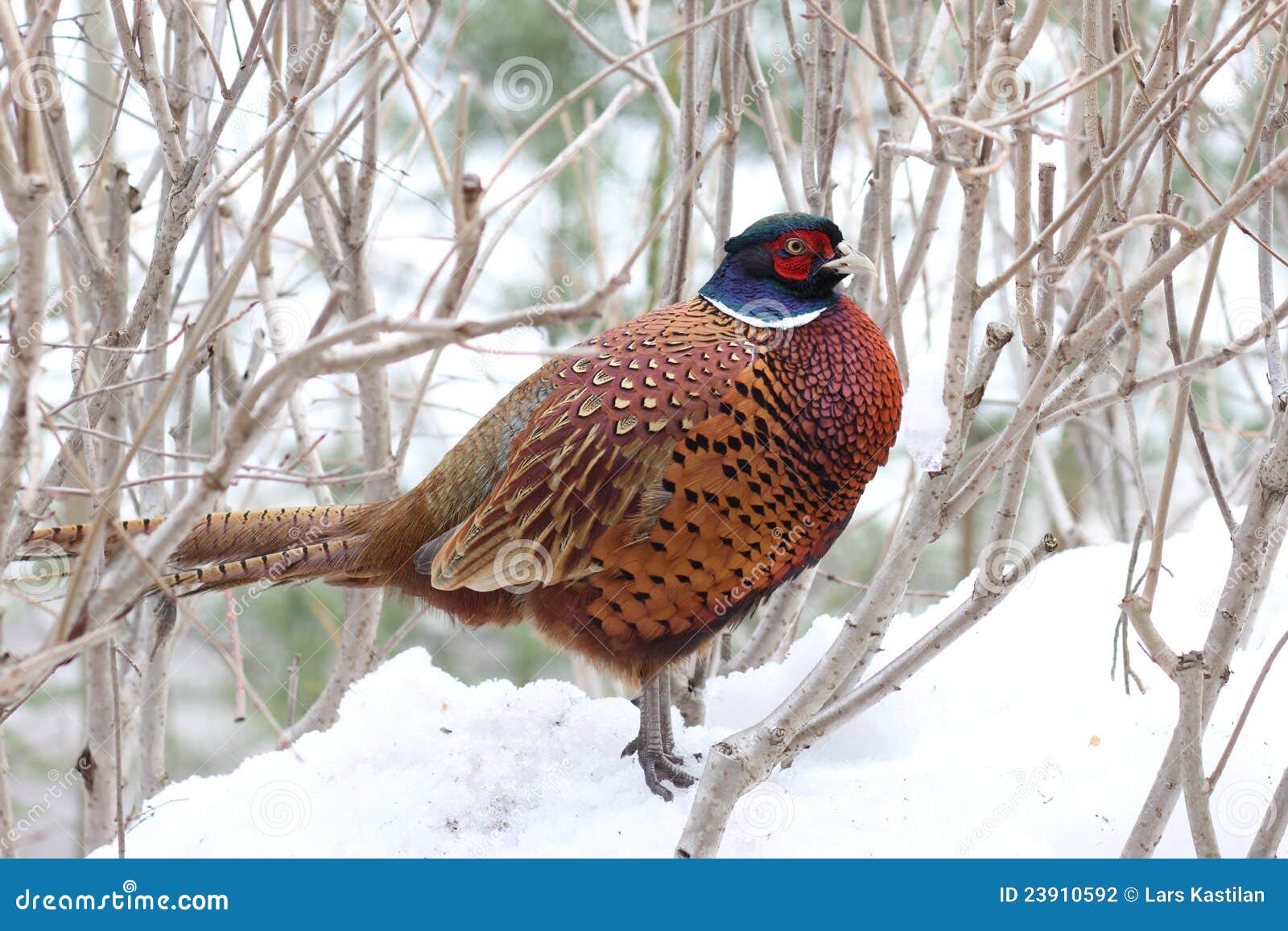 common pheasant