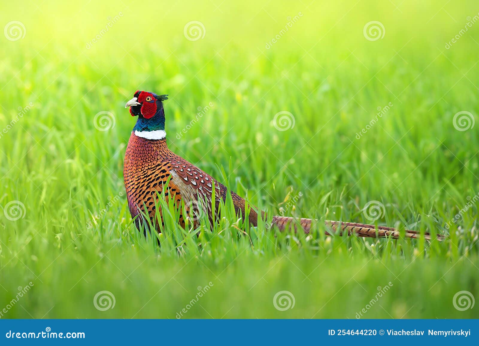 Common pheasant in field stock photo. Image of neusiedler 254644220