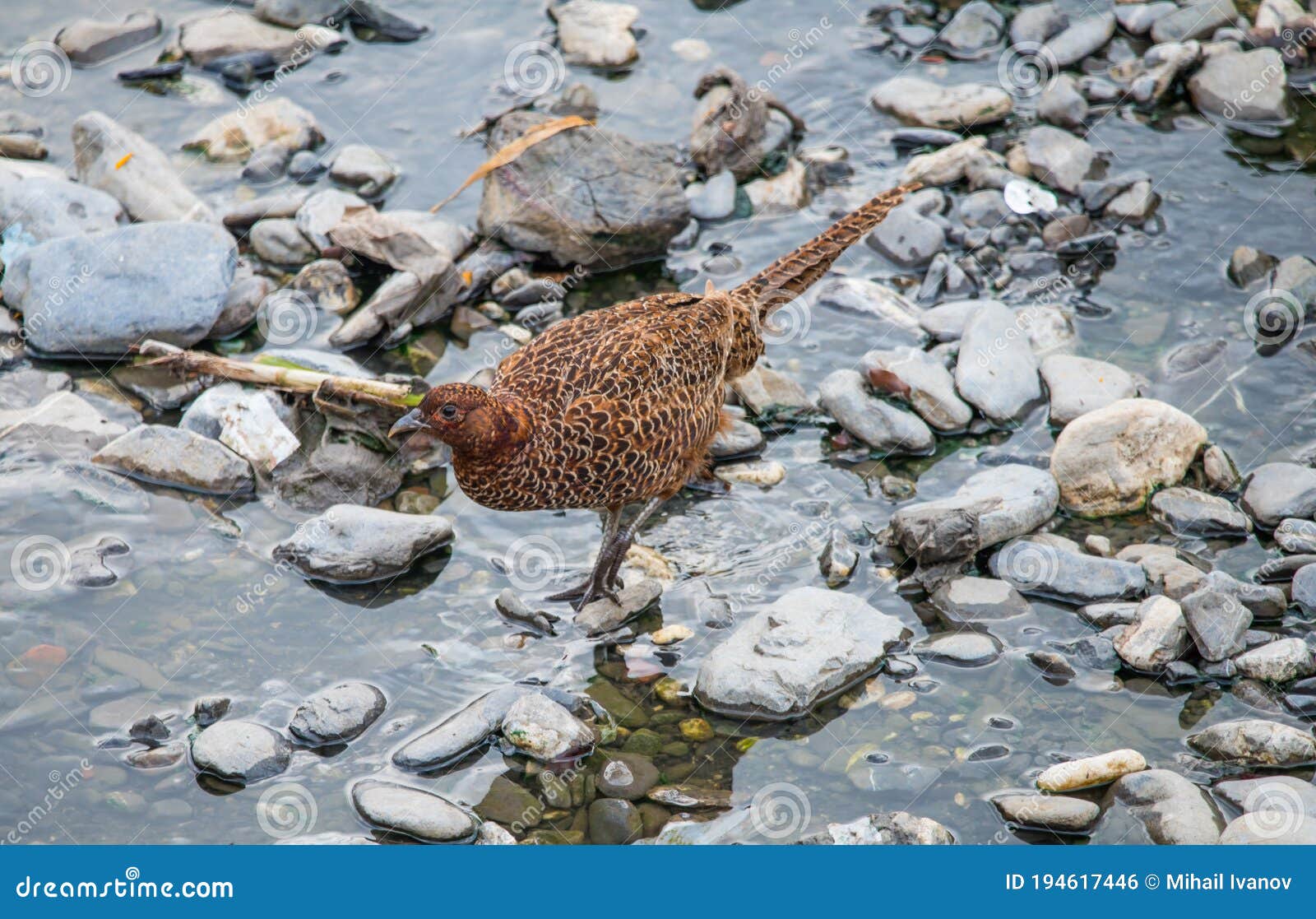 female common pheasant or phasianus colchicus