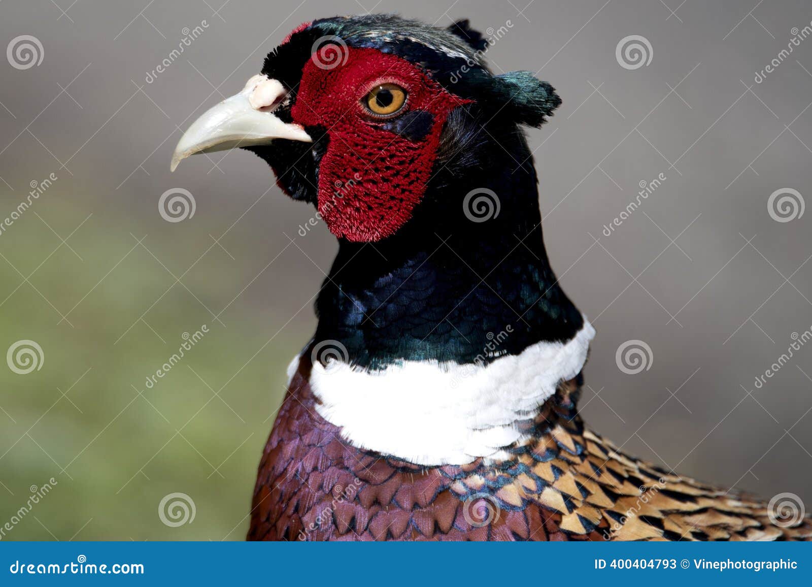 common-pheasant-phasianus-