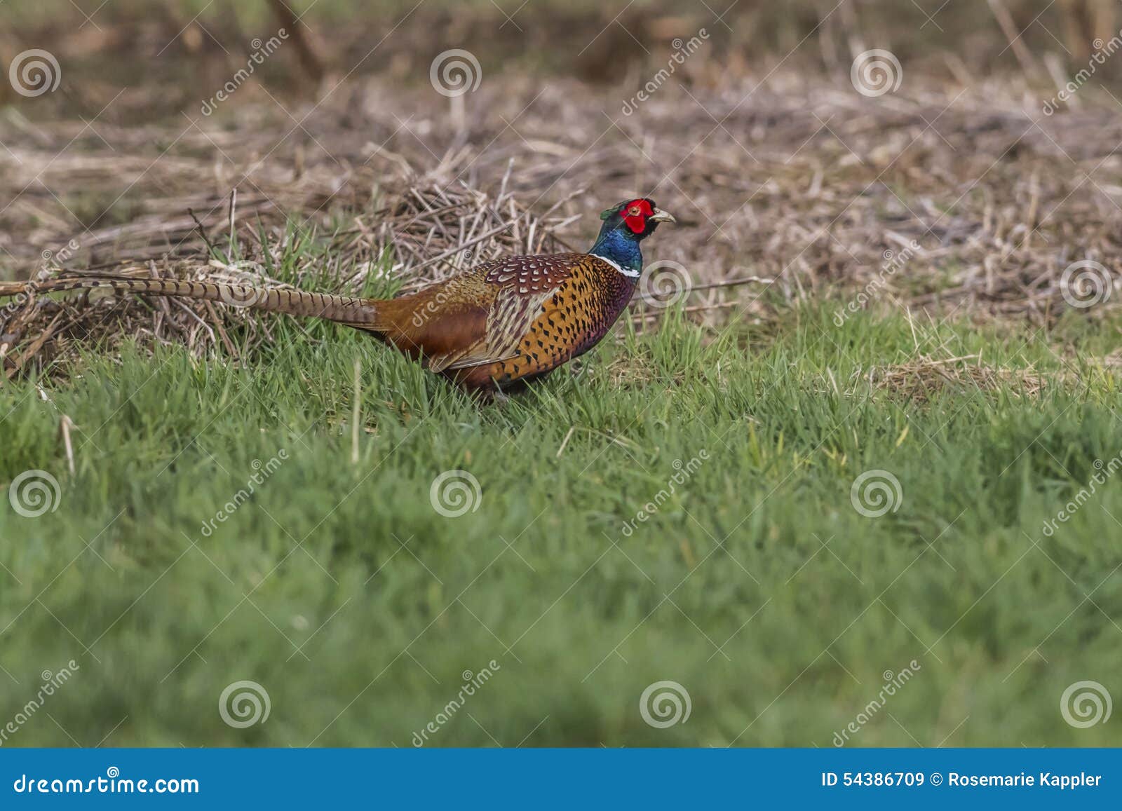 common pheasant (phasianus colchicus)