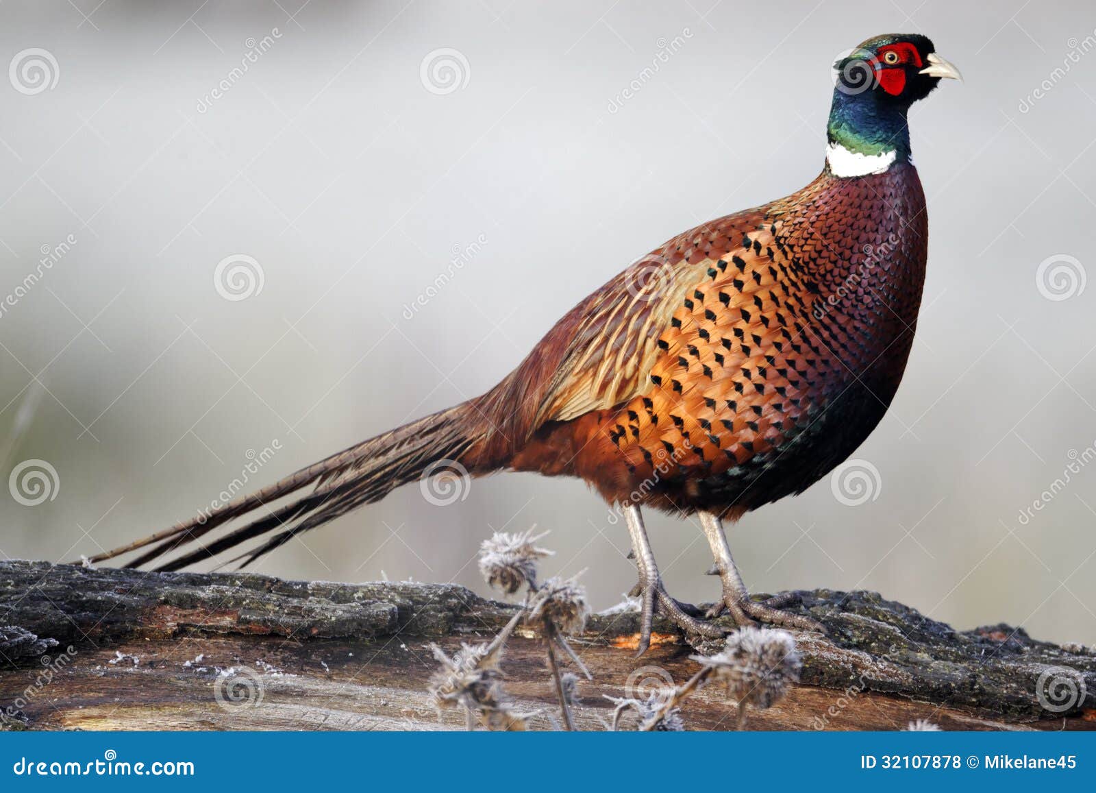 common pheasant, phasianus colchicus