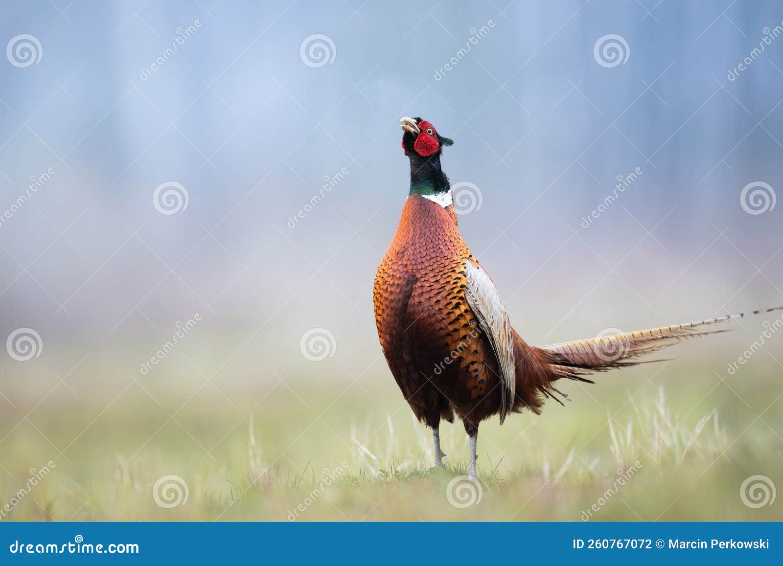 Photographing the Ring-Neck Pheasant | Welcome to NancyBirdPhotography.com