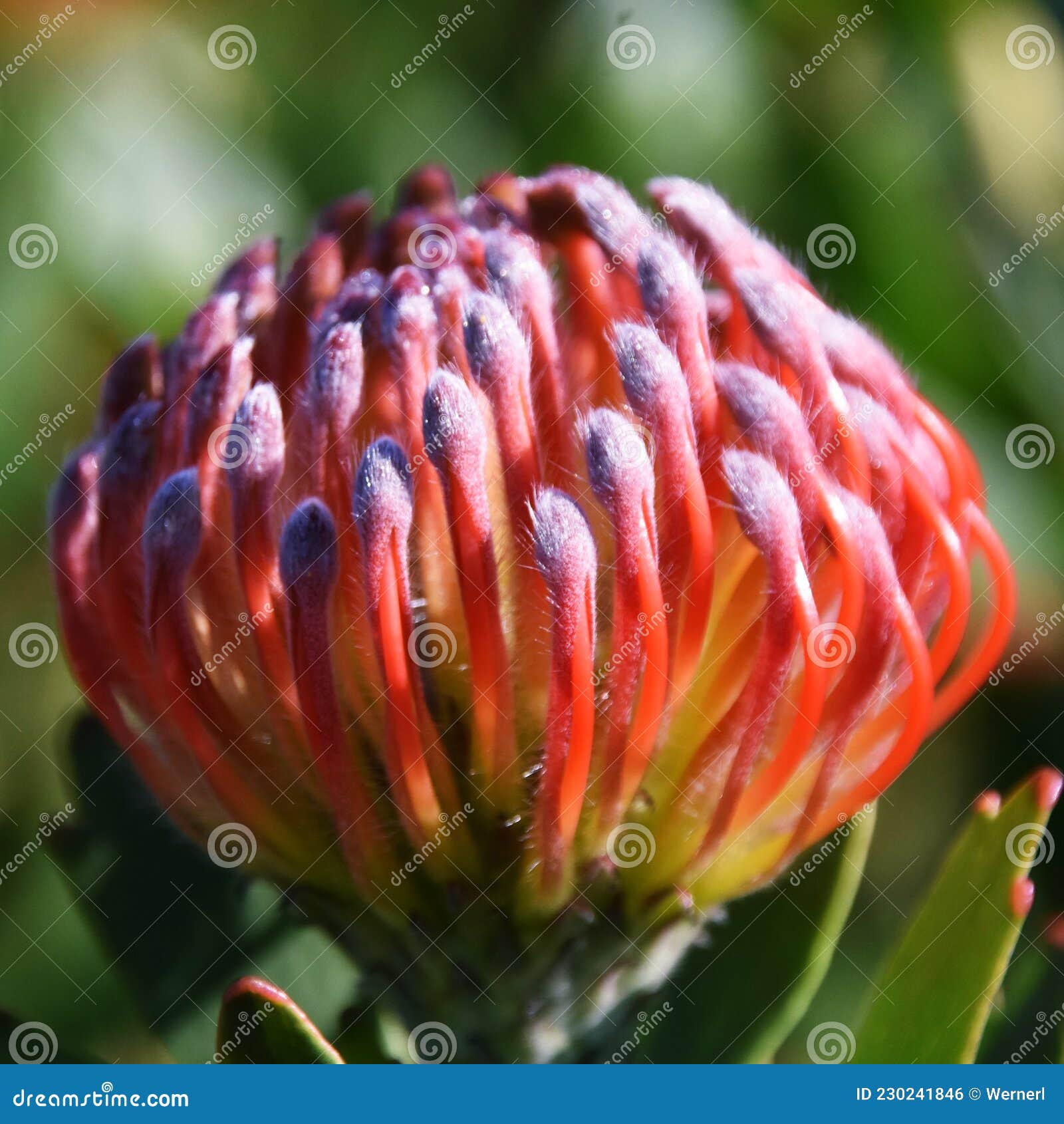 Common pincushion protea stock photo. Image of nature 230241846