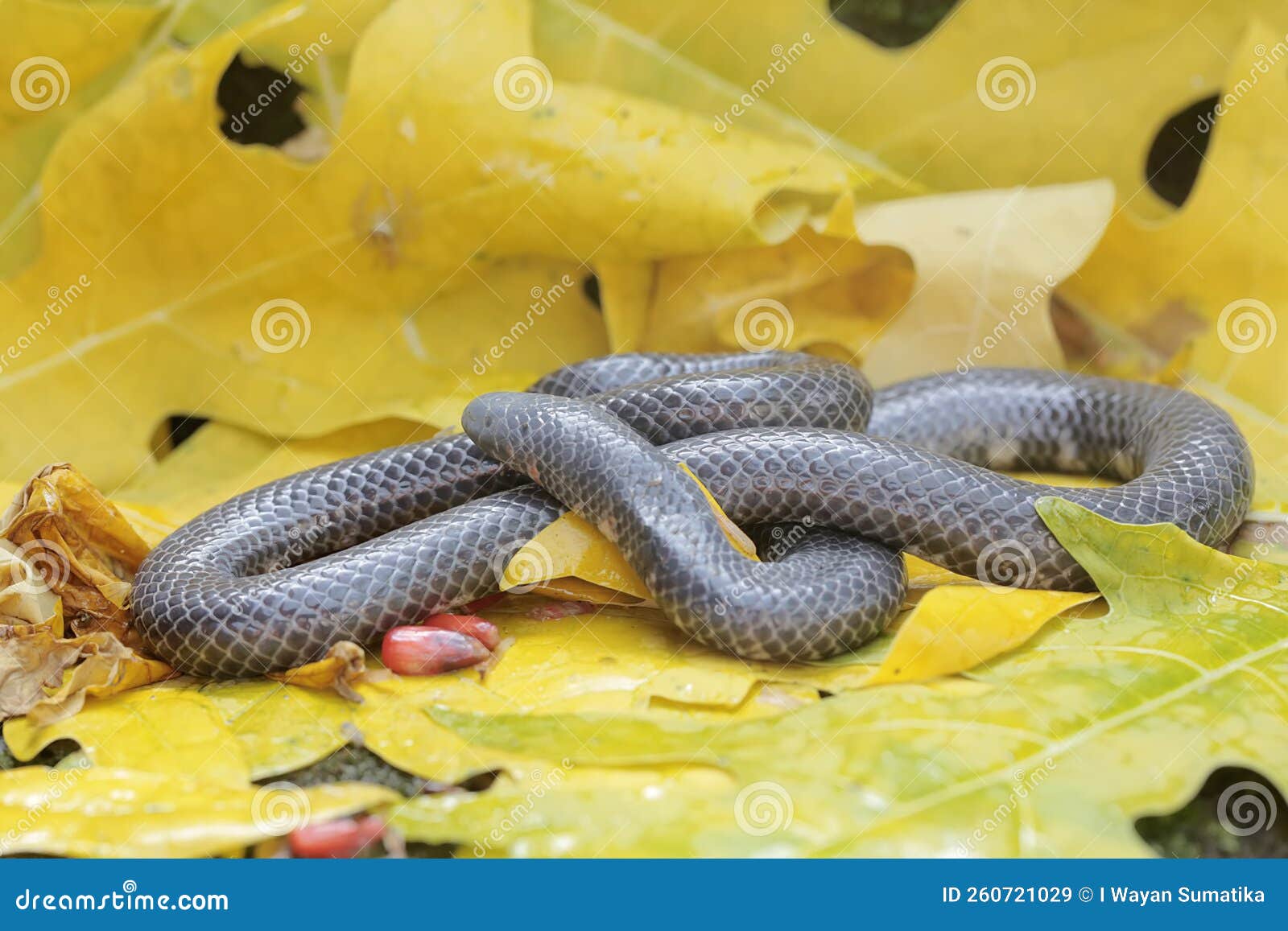 A Common Pipe Snake is Looking for Prey in a Pile of Dry Leaves. Stock  Image - Image of pile, produce: 260721029