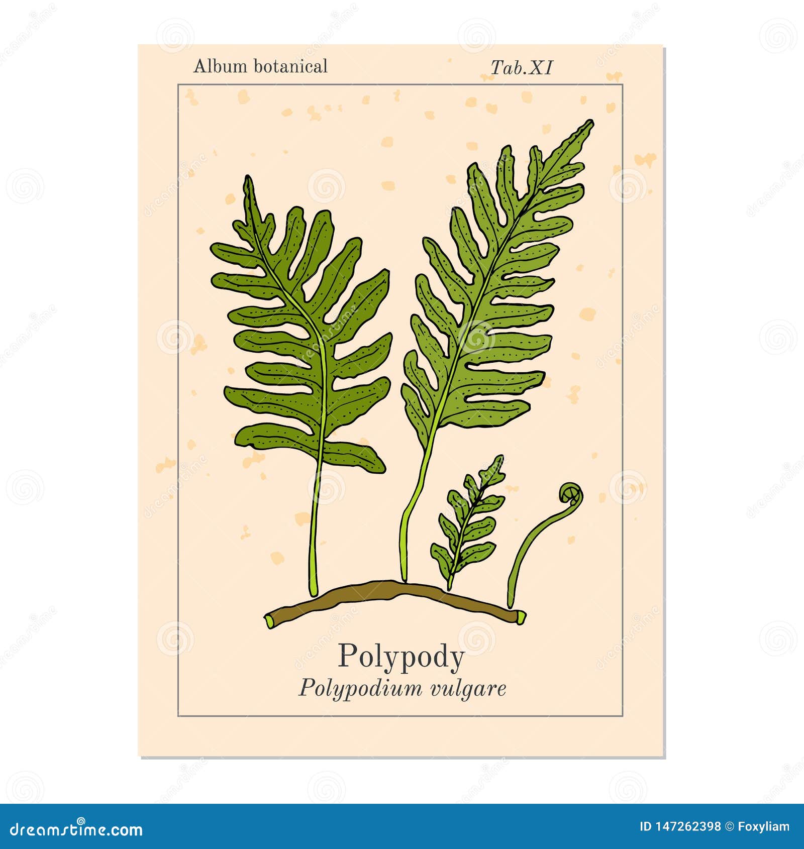 common polypody polypodium vulgare , medicinal plant