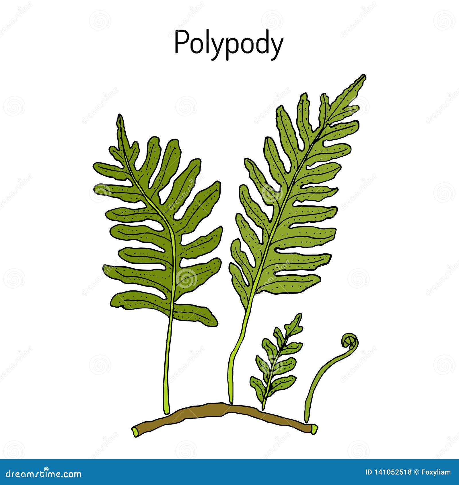 common polypody polypodium vulgare , medicinal plant