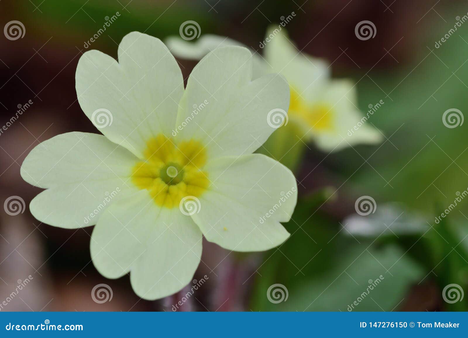 221 Common Primroses Photos Free Royalty Free Stock Photos From Dreamstime