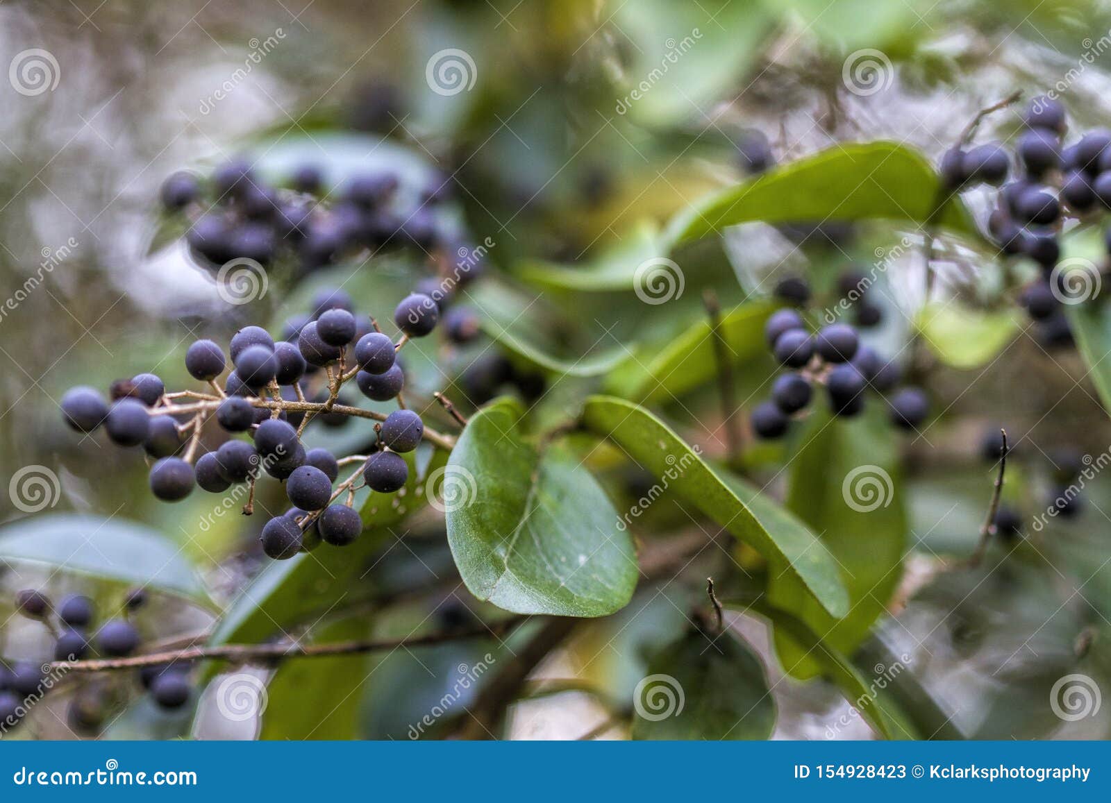 common privet berries - ligustrum vulgare