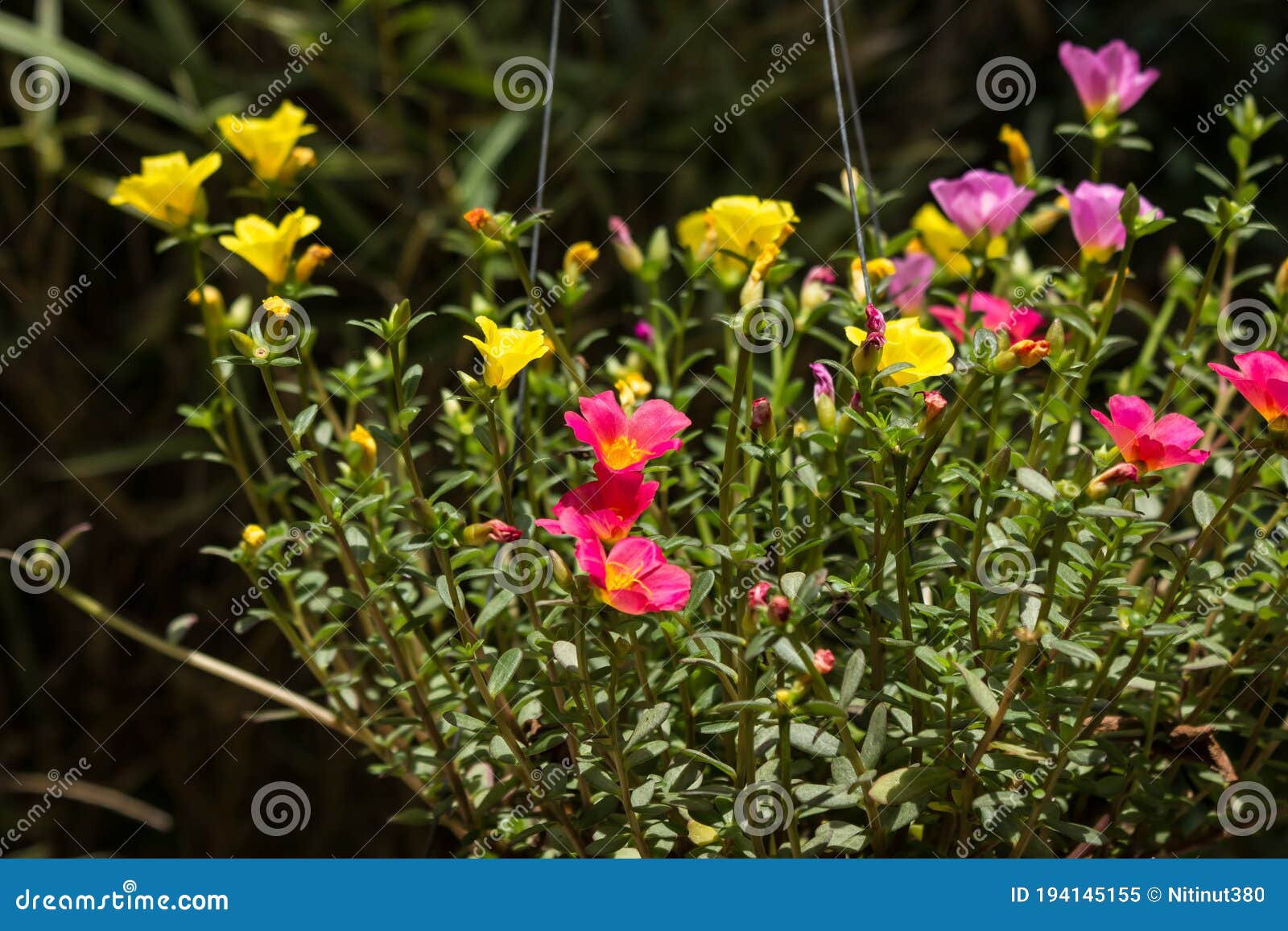 Common Purslane flower stock image. Image of verdolaga 194145155