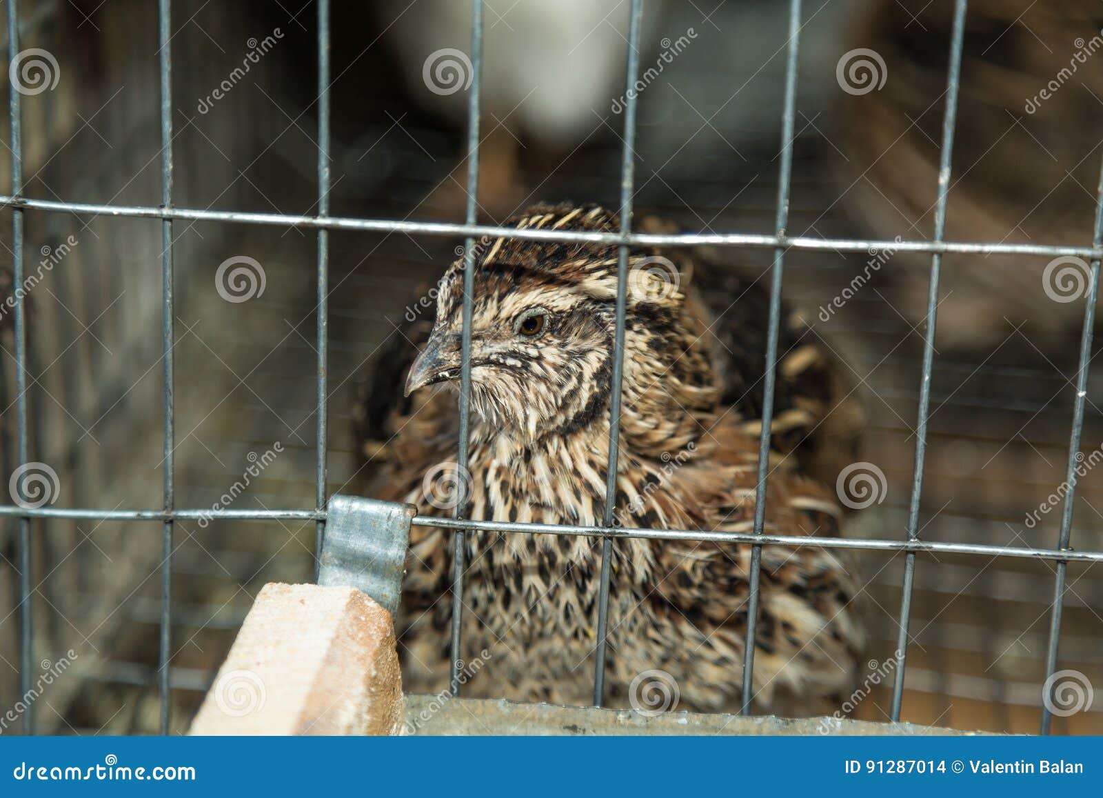 Common Quail, Coturnix Coturnix, Bird In The Nature Habitat. Quail