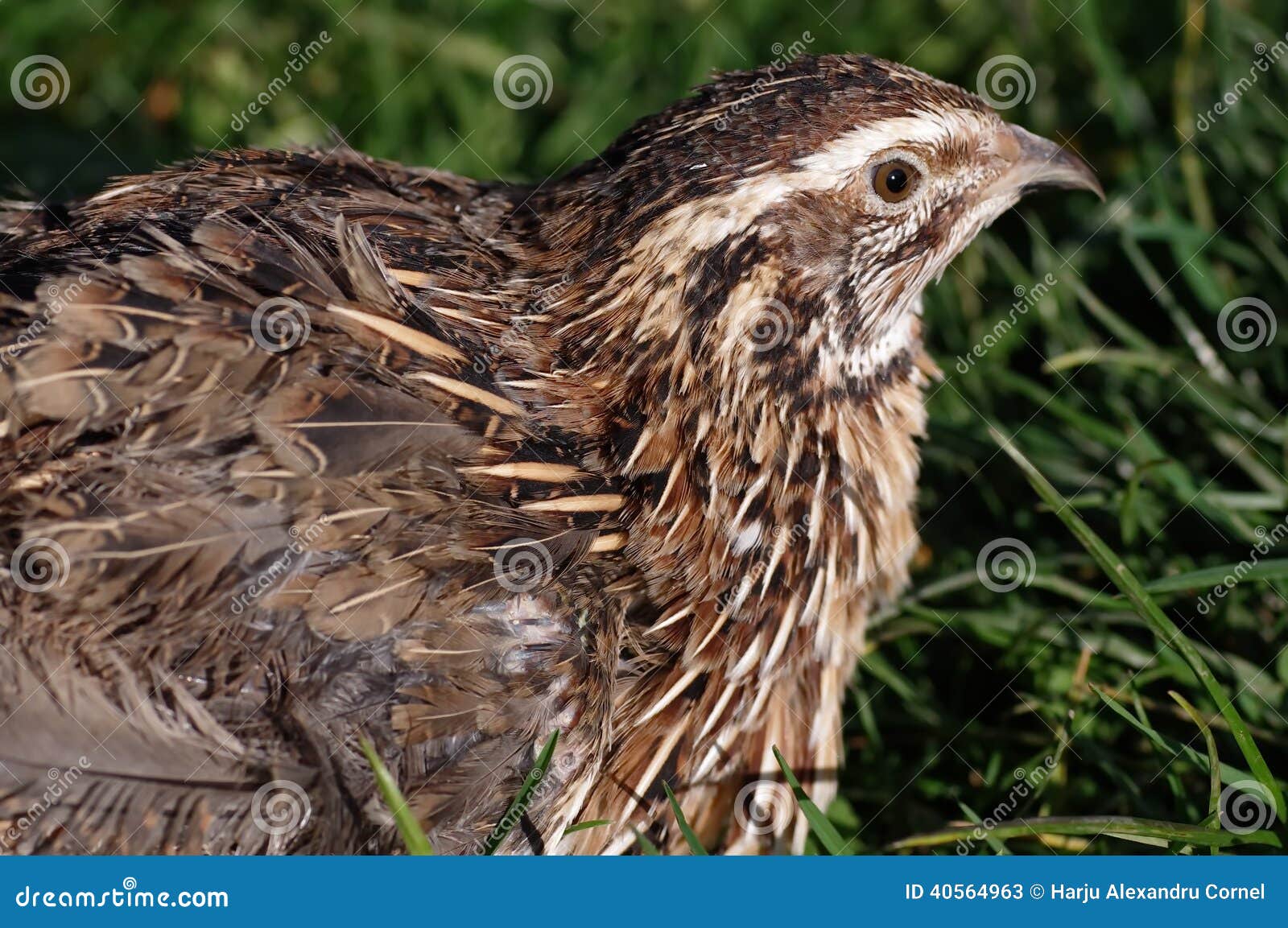 Common Quail, Coturnix Coturnix, Bird In The Nature Habitat. Quail