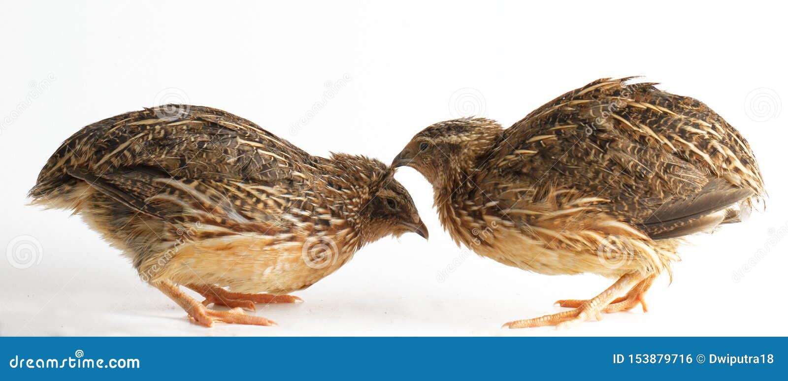 The Common Quail Isolated on White Stock Photo Image of game asia