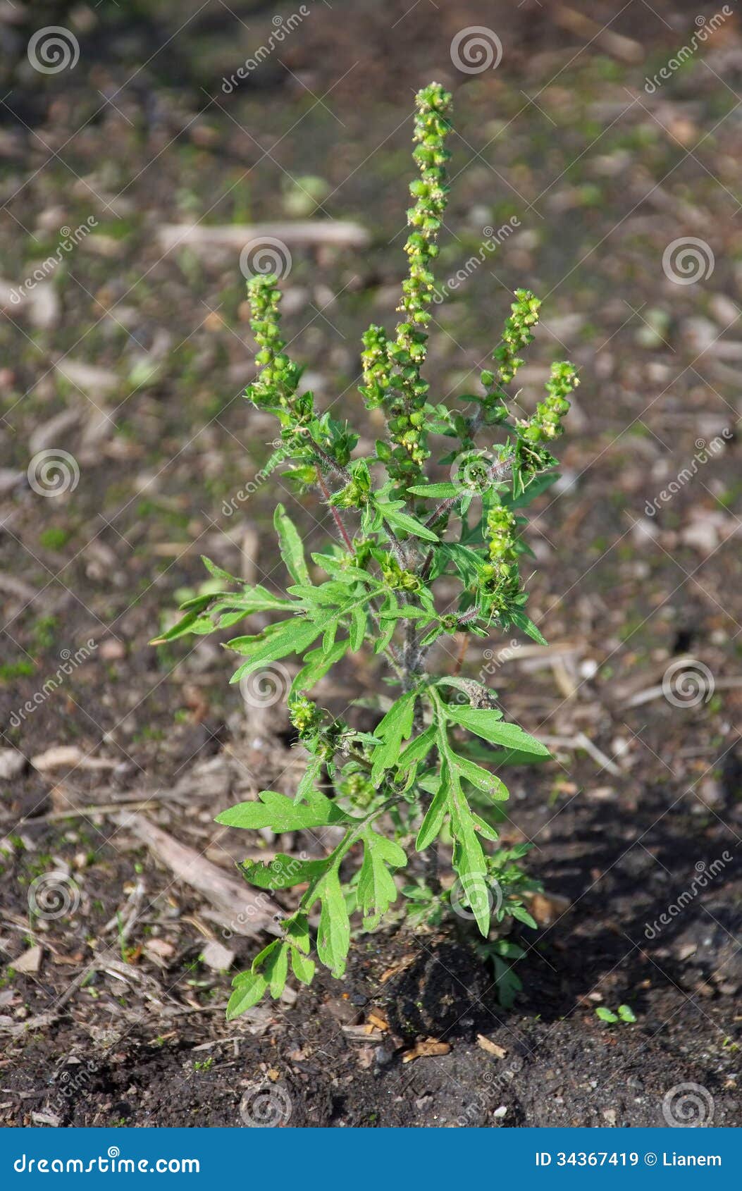 Common Ragweed stock image. Image of seasonal, leaves 34367419