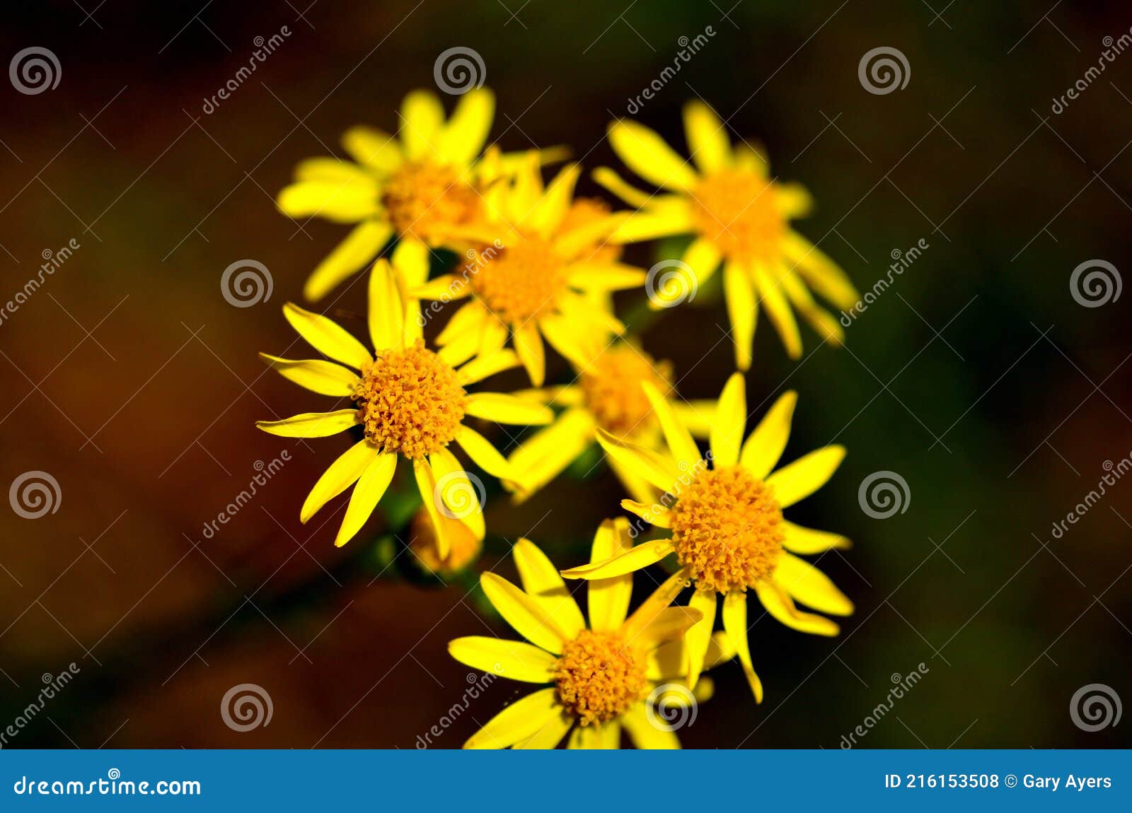 common ragwort flower - yellow flowers