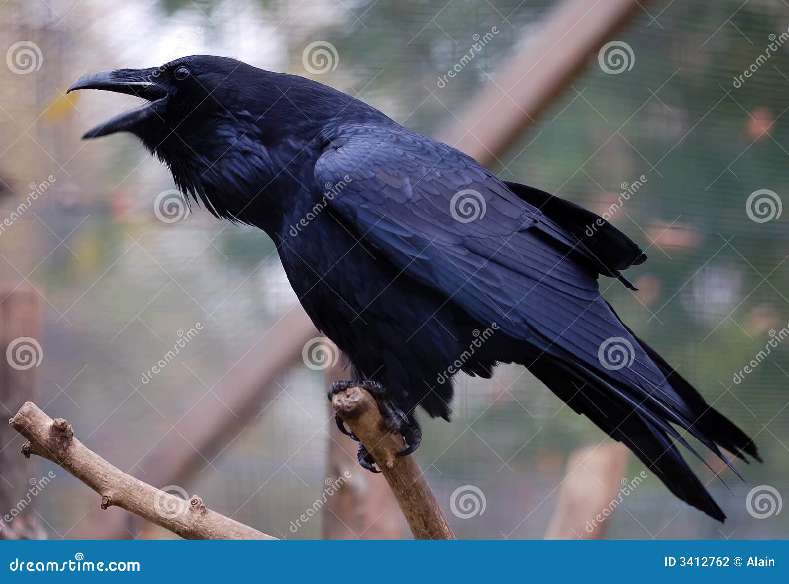 common raven (corvus corax)
