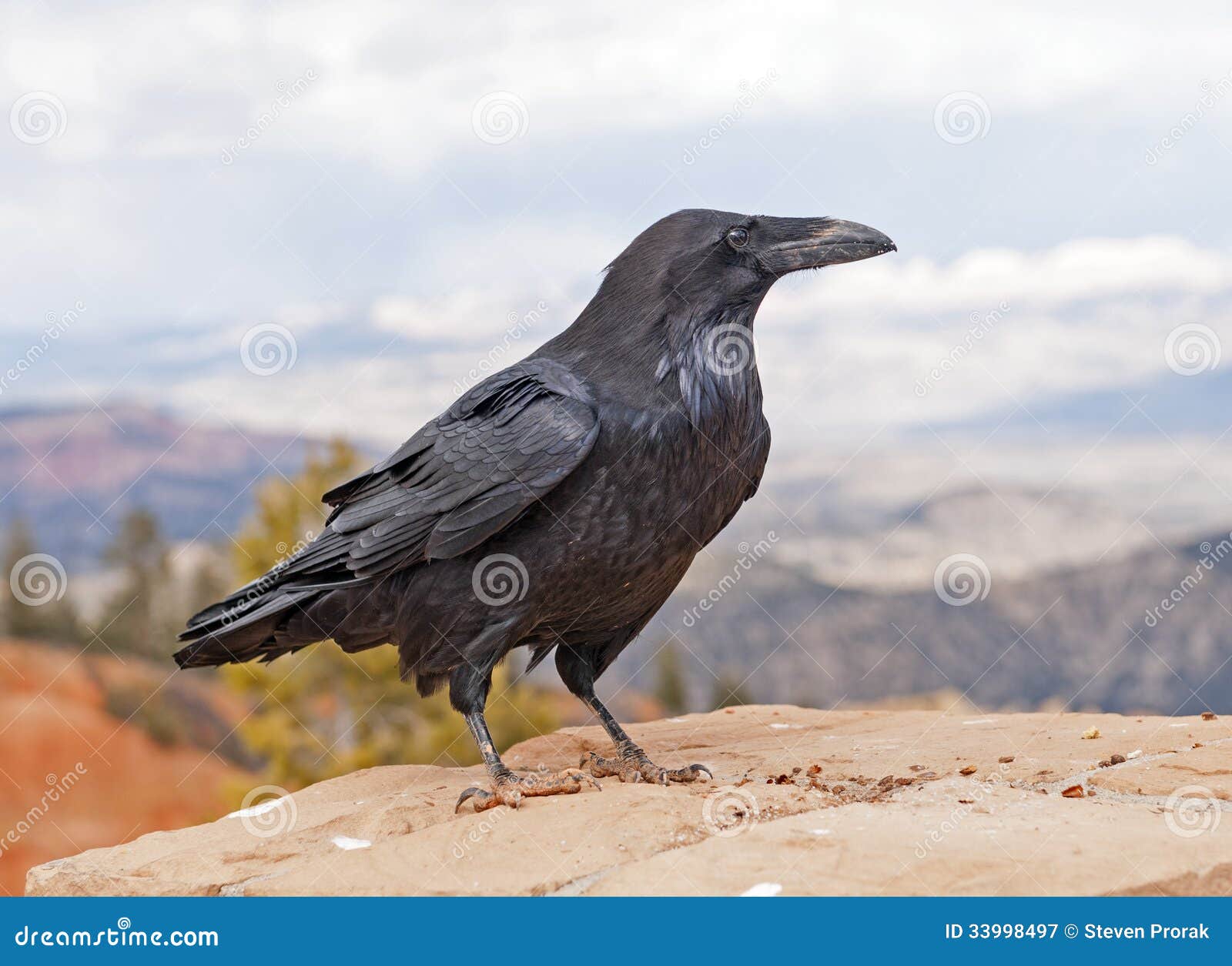 Common Raven on a Rock Ledge Stock Image Image of national, natural